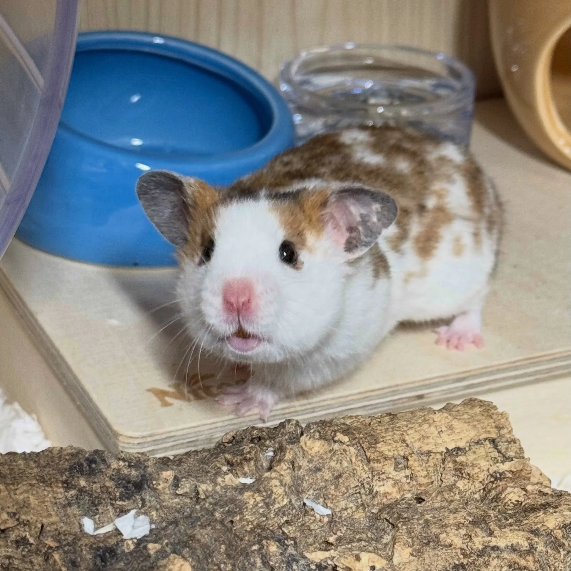Tyke! He&rsquo;s such a sweet boy 💜 he is going to be introducing short hair and dominant spot into my lines for the first time.  I&rsquo;m planning on breeding him with Wolf Alice in the coming months, likely in late January or February so that the