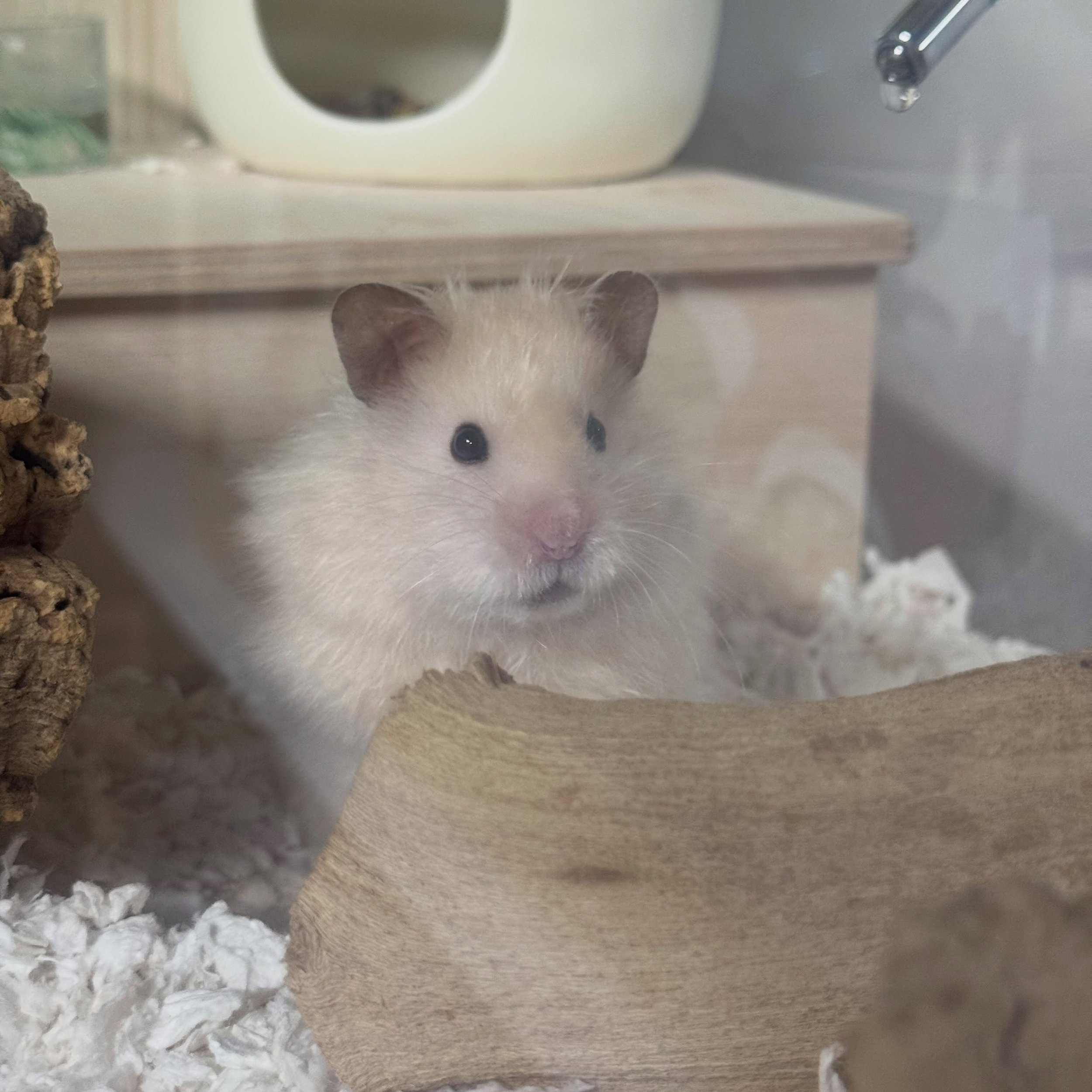 I&rsquo;ve had a few questions about this so I&rsquo;m going to clarify in one post -

Madeleine was not bred to Tyke.  I bred her to Otho after taking his health and longevity into consideration.  Their litter will be The Hunger Games litter.  I was
