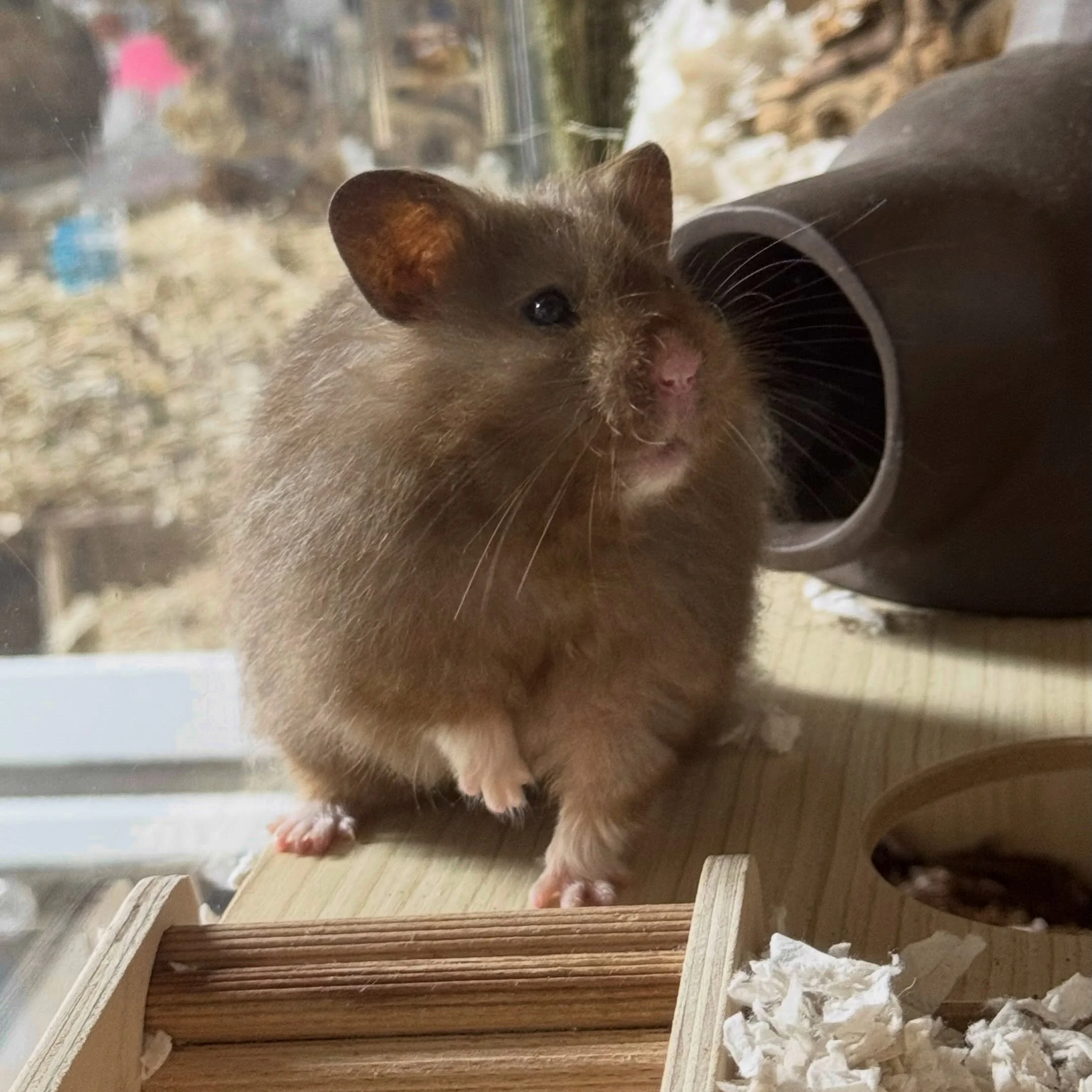 My boyfriend told me that I was talking in my sleep about hamsters and &ldquo;the districts&rdquo; 😅 safe to say I&rsquo;m excited and completely on theme??? Madeleine is due today, and I will be keeping an eye on her but trying not to hover.

🏷️ #