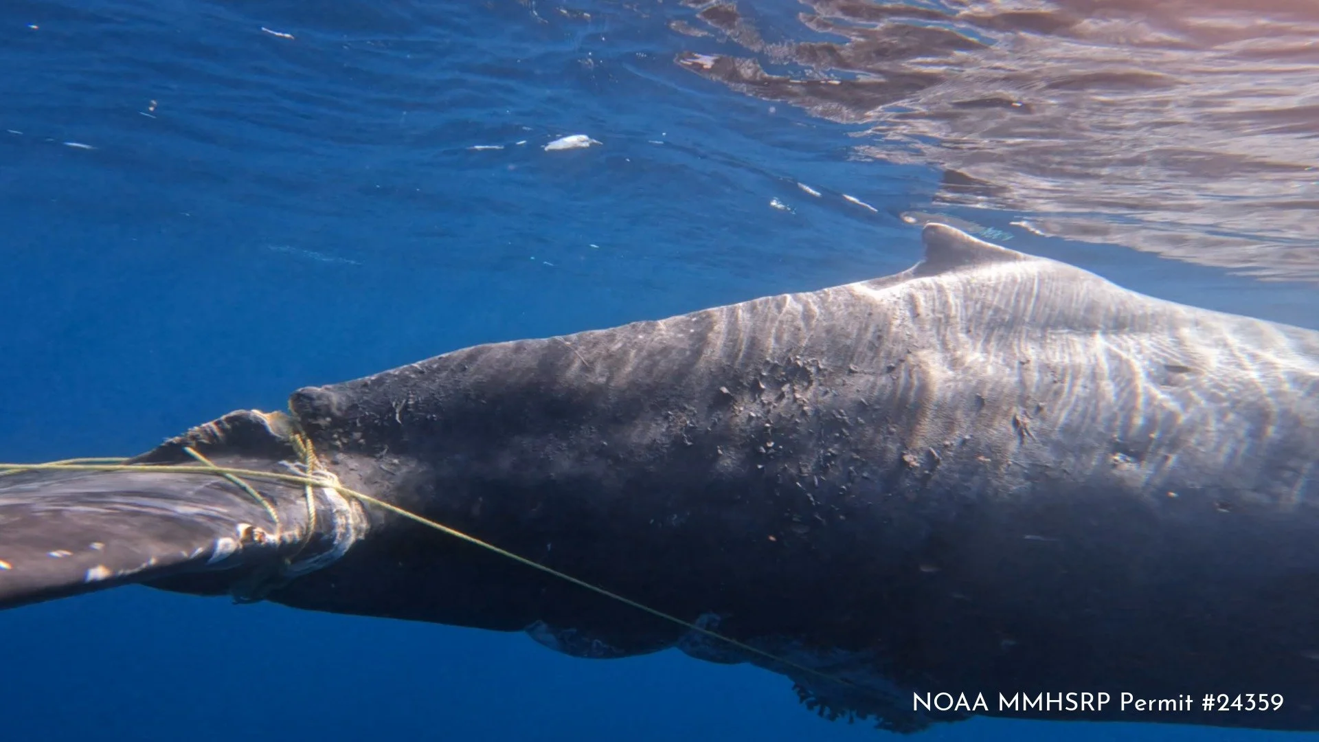 San Clemente Humpback Whale Disentanglement 10.18.26-20.jpeg