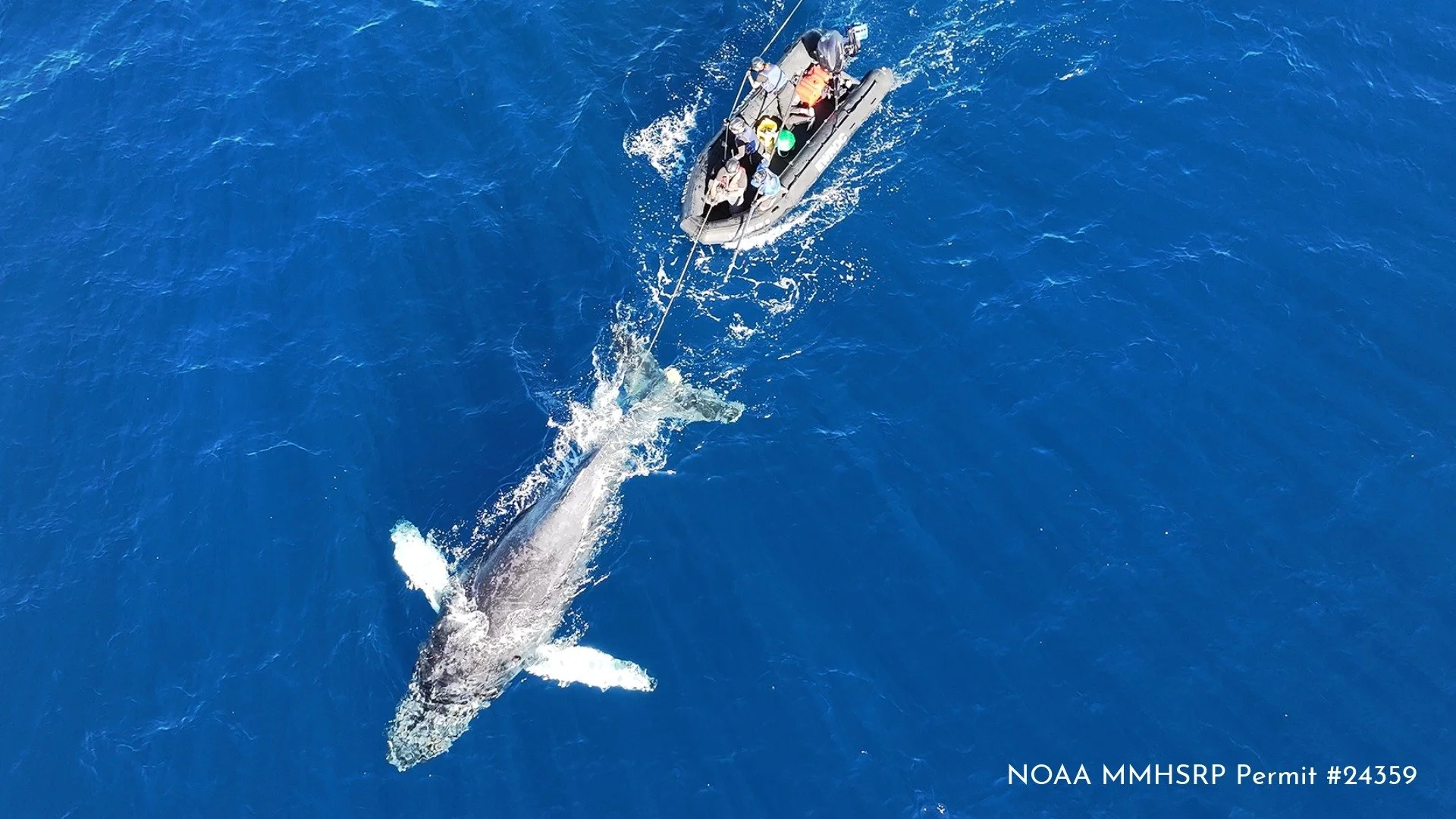 San Clemente Humpback Whale Disentanglement 10.18.26-6.jpeg