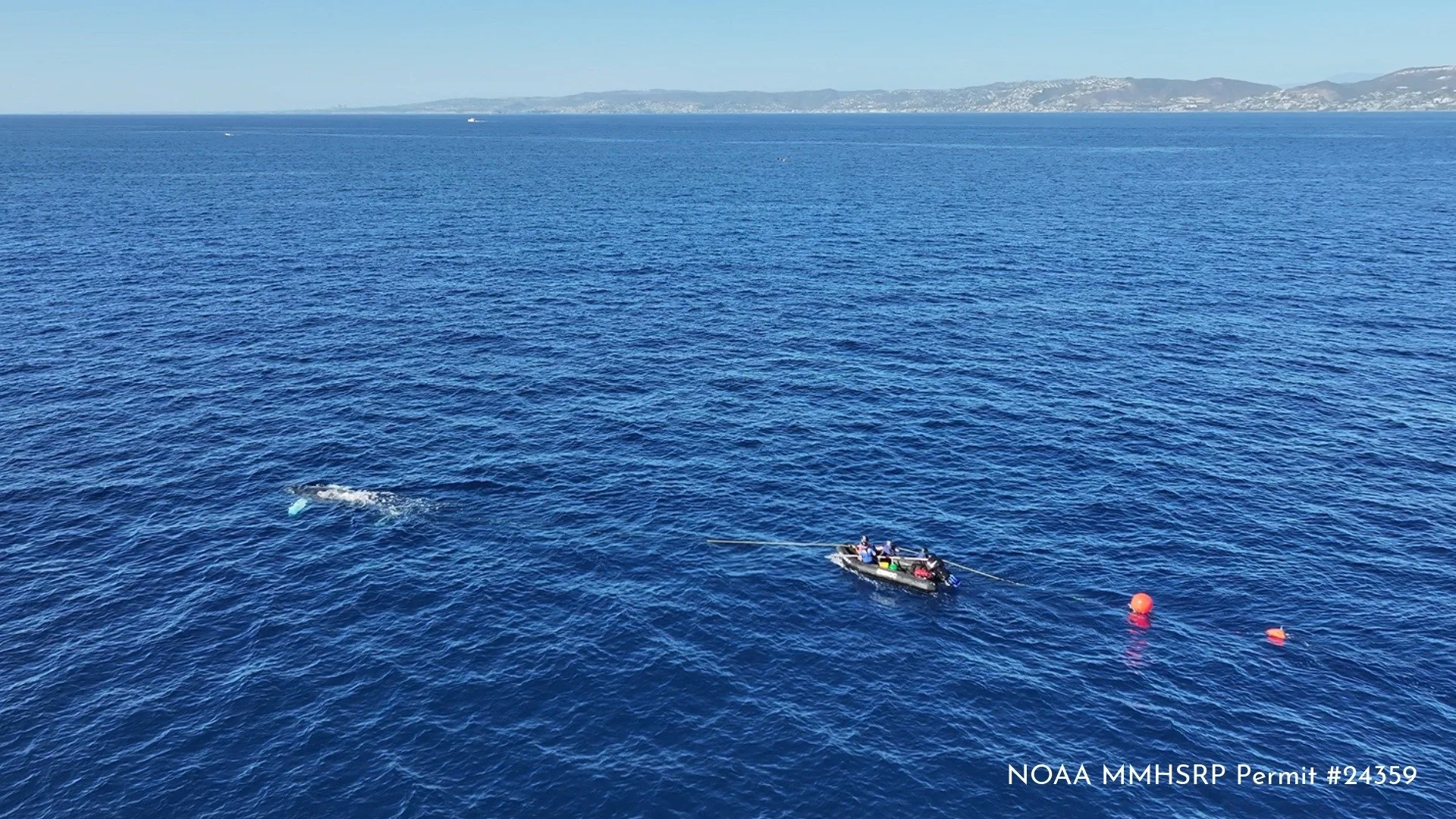 San Clemente Humpback Whale Disentanglement 10.18.26-2.jpeg