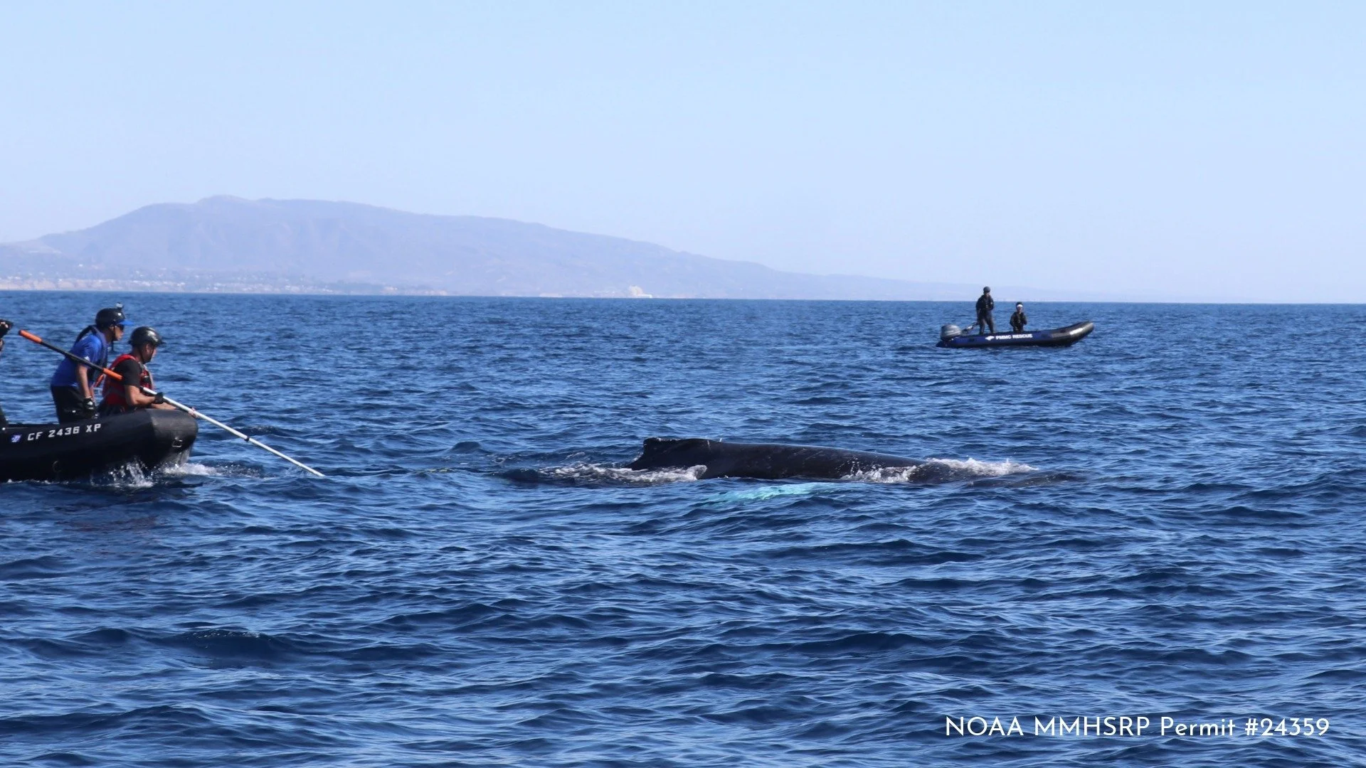 San Clemente Humpback Whale Disentanglement 10.18.26-11.jpeg