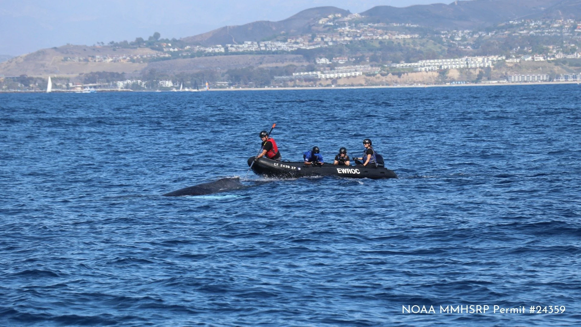 San Clemente Humpback Whale Disentanglement 10.18.26-10.jpeg