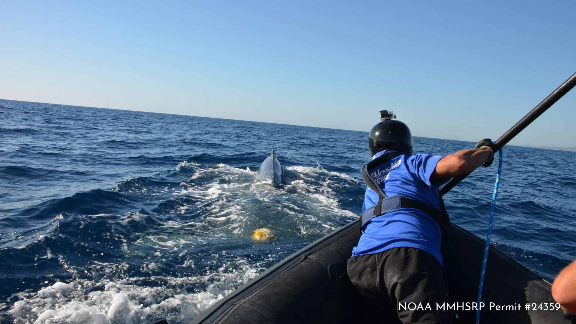 San Clemente Humpback Whale Disentanglement 10.18.26-15.png