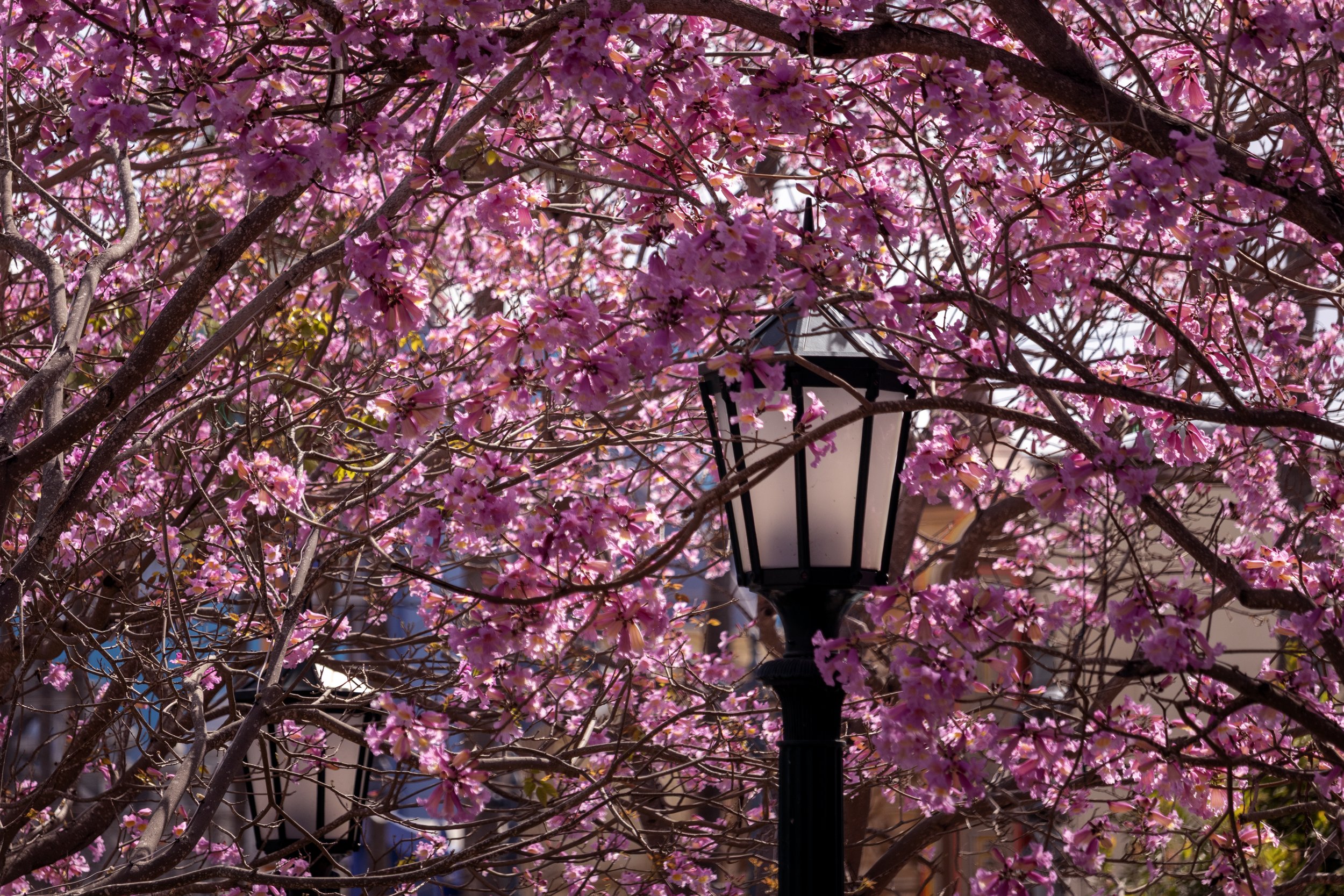 Pink Flower Lamppost.jpg