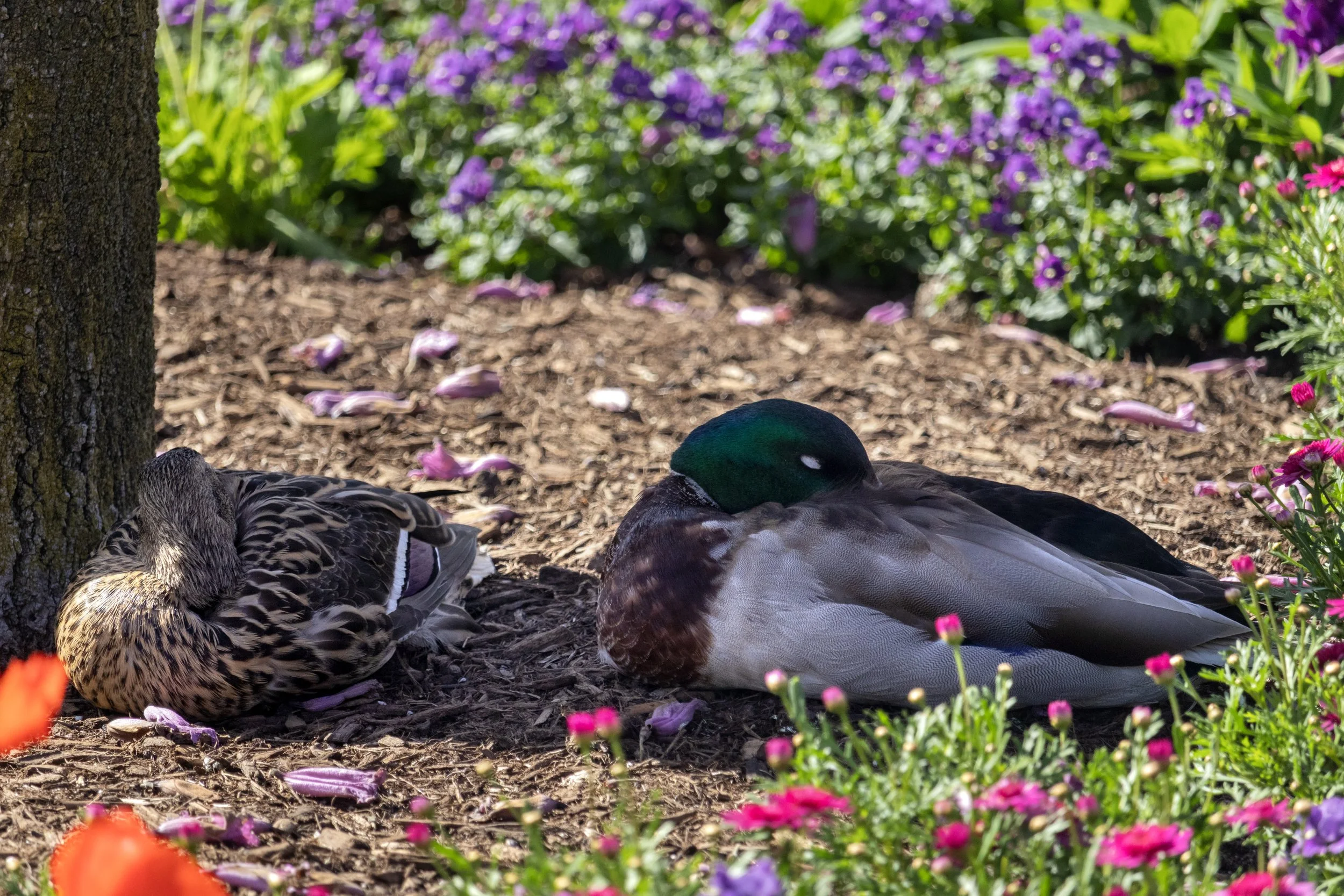 Ducks Sleeping.jpg