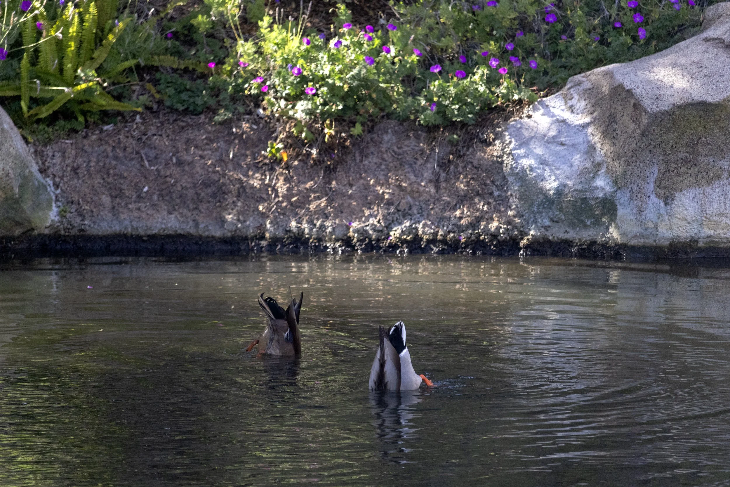 Diving Ducks.jpg