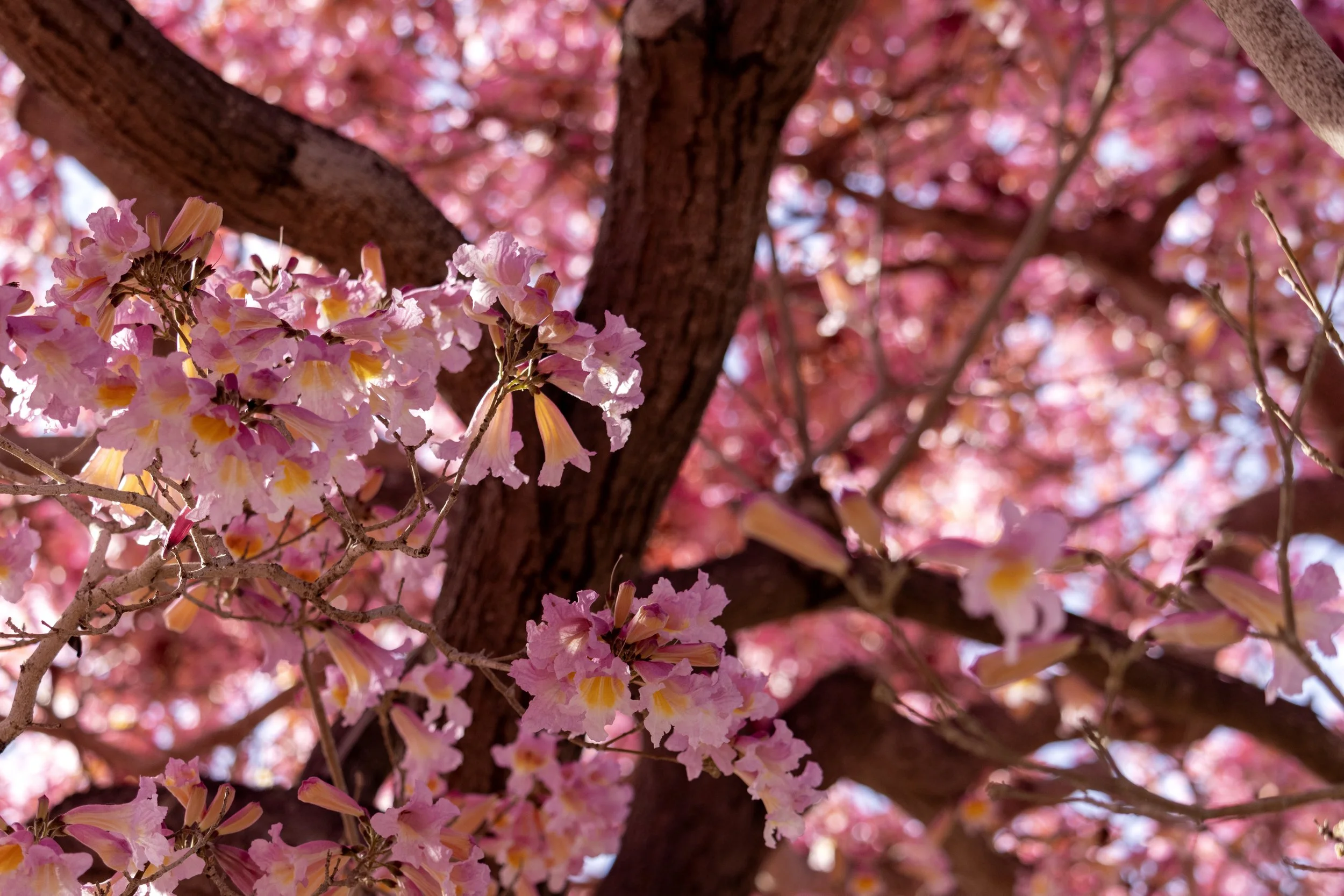 Pink Flowers.jpg