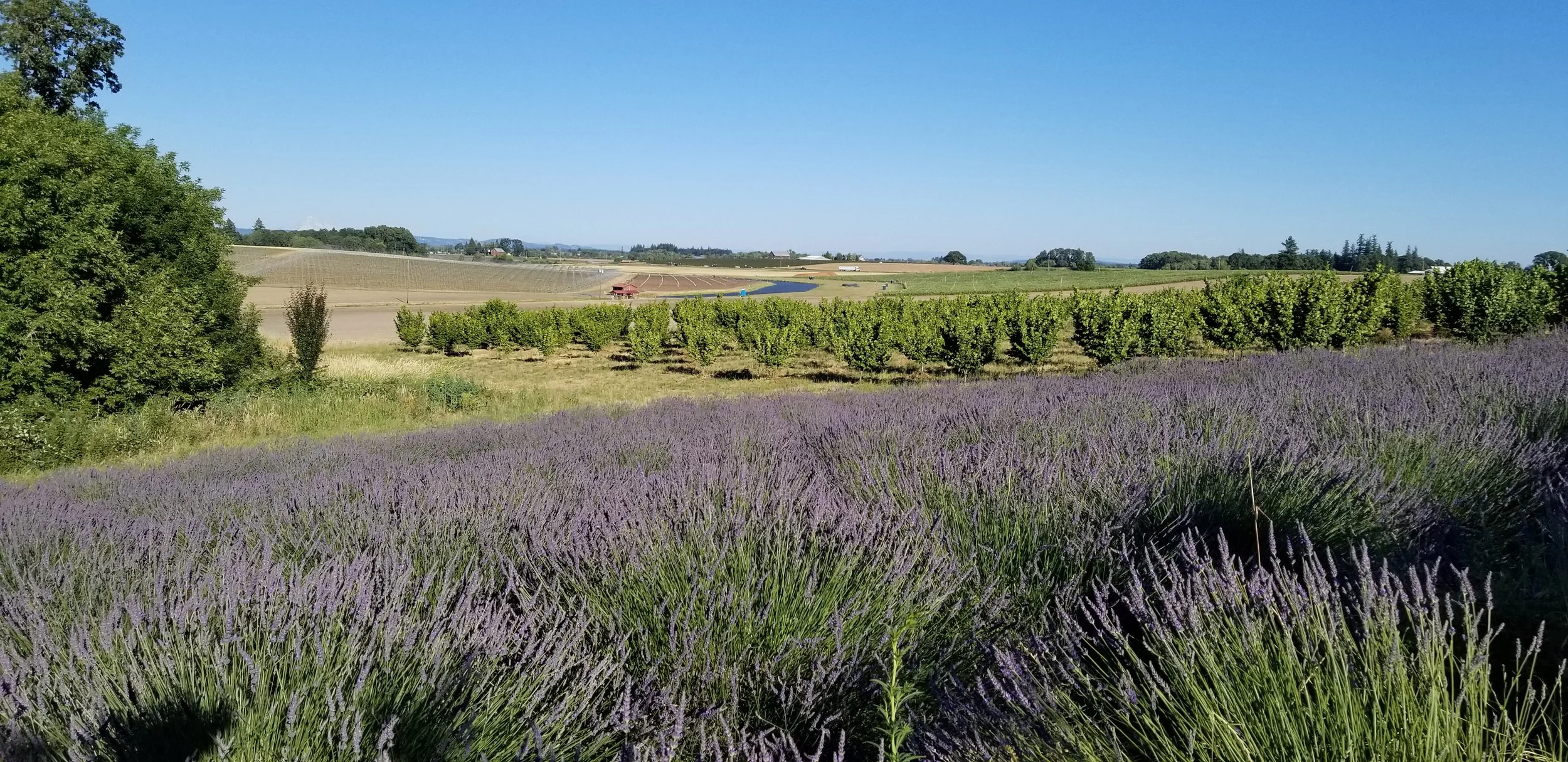 20230617_across ridge to creek 2.jpg