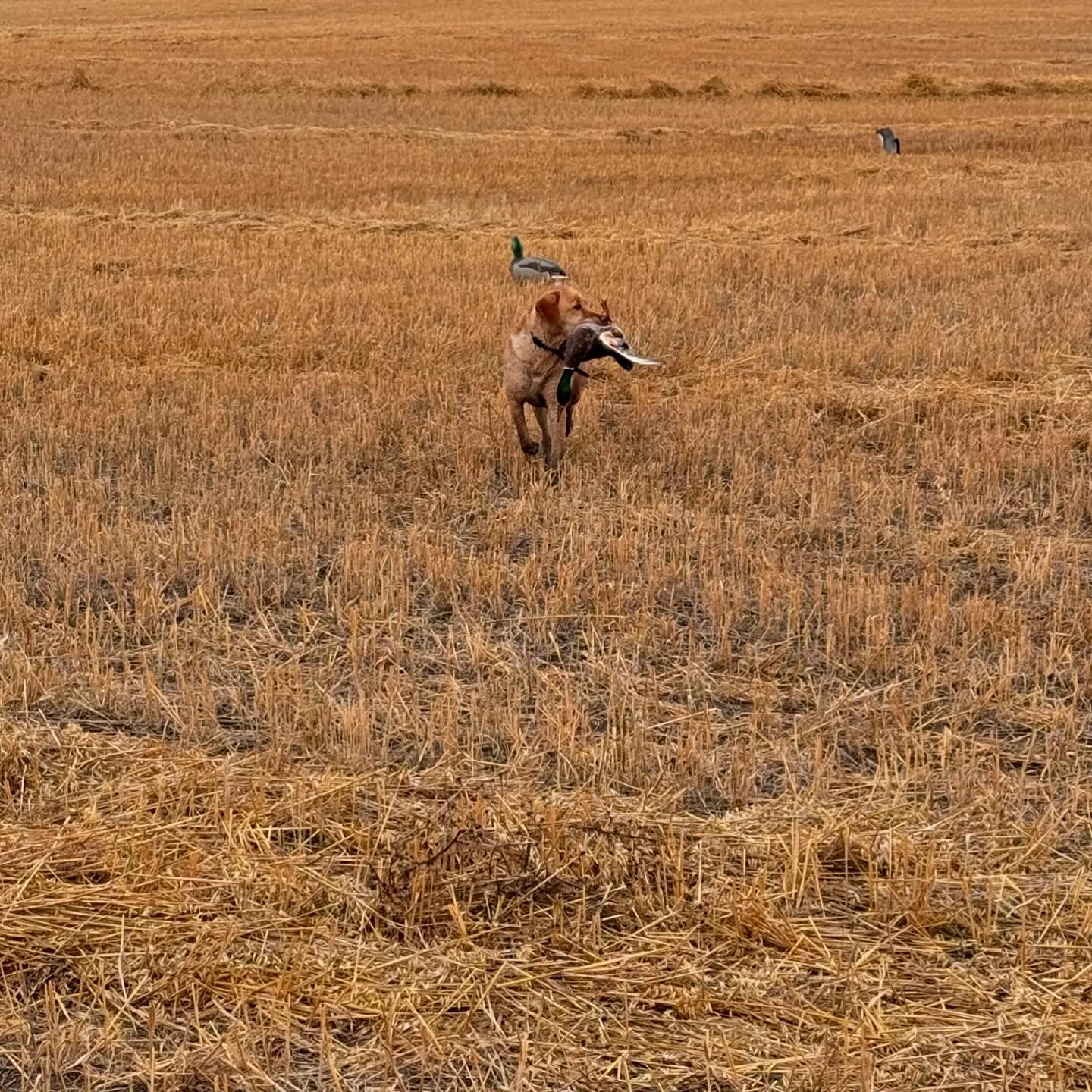 2025/2026 BOOKS ARE OPEN! 

Visit www.lastpassadventures.com 
DM or call 780-296-0928 

#waterfowl #geese #ducks #canada #alberta #huntalberta #lastpassadventures 
@c_webb35