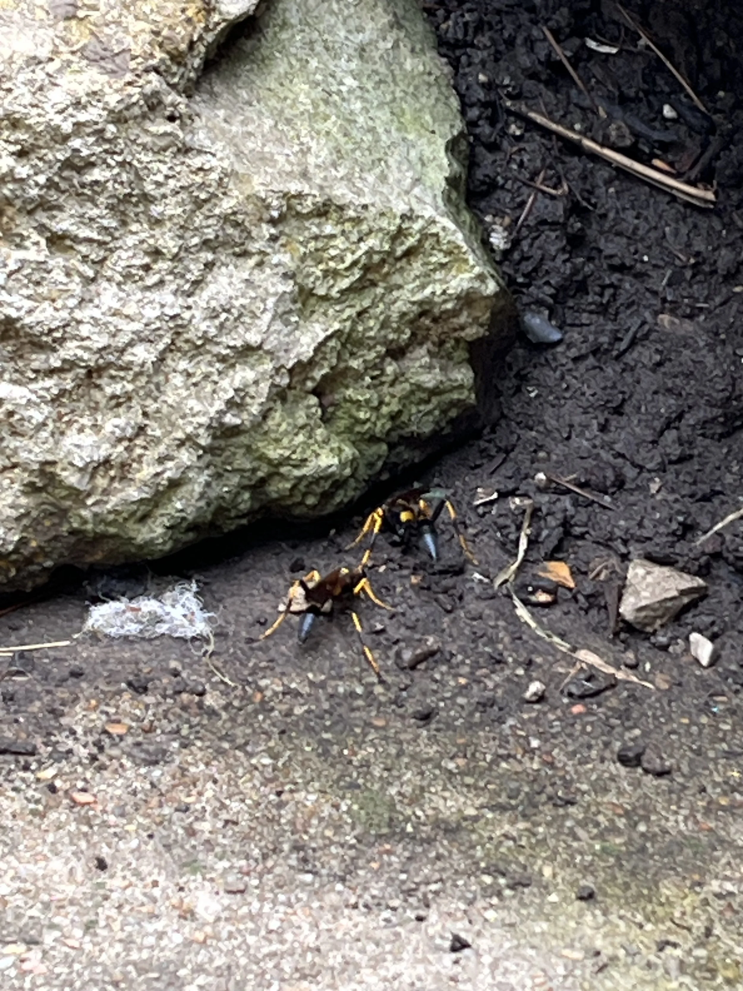 Cognitively, children learn about the biodiverse ecosystem around them.