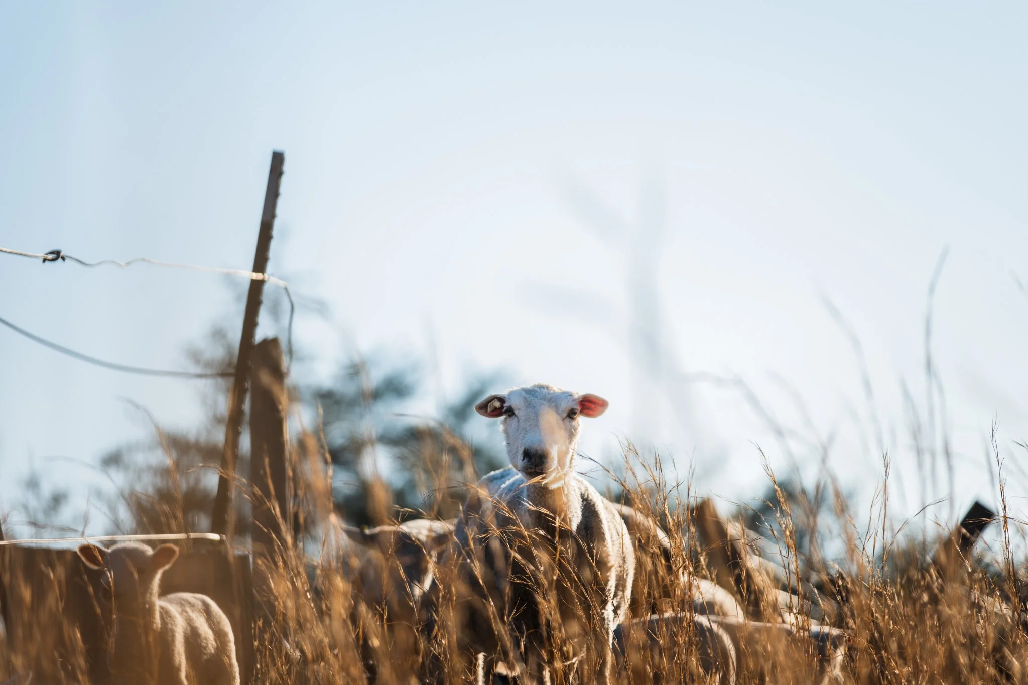 A group of sheep standing in a field of tall dry grass with a barbed wire fence and wooden posts, under a clear sky with a leafless tree in the background.