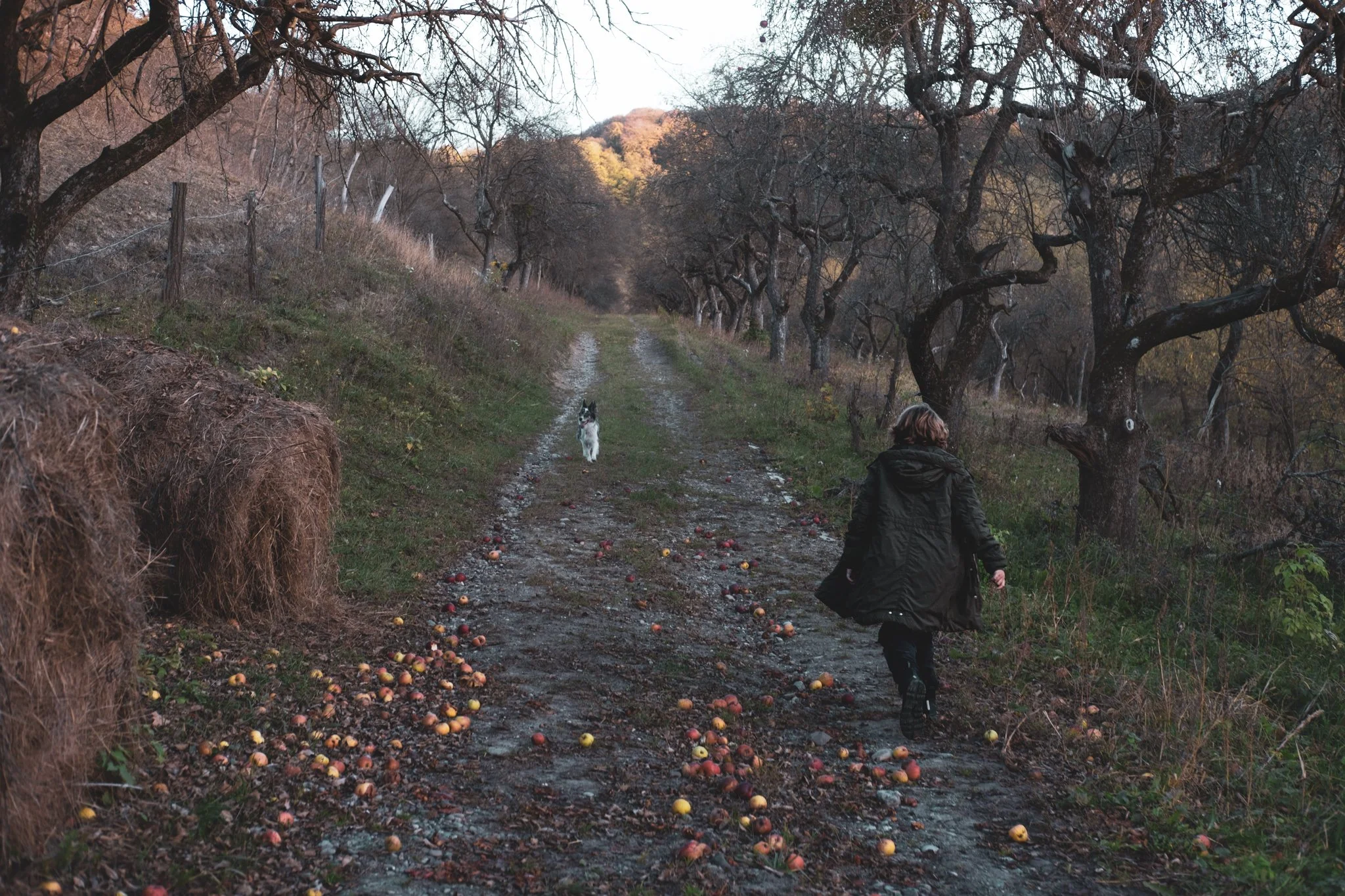 A person walking on a dirt path through a orchard with scattered fallen apples and a dog in the distance.