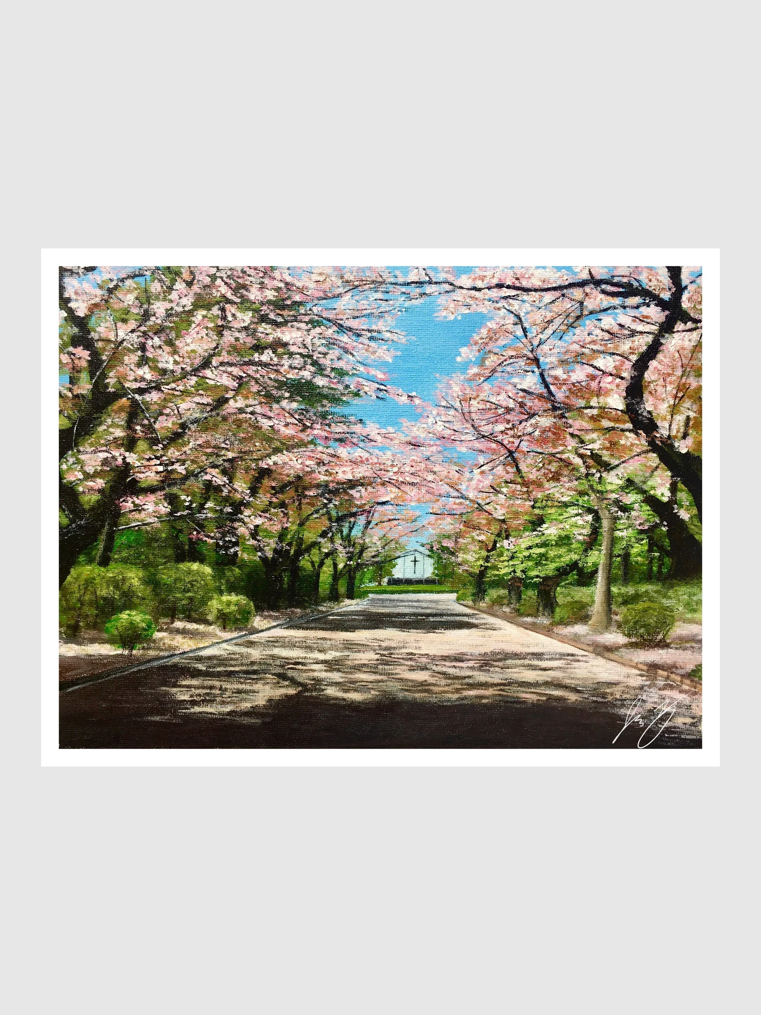 Cherry Blossoms