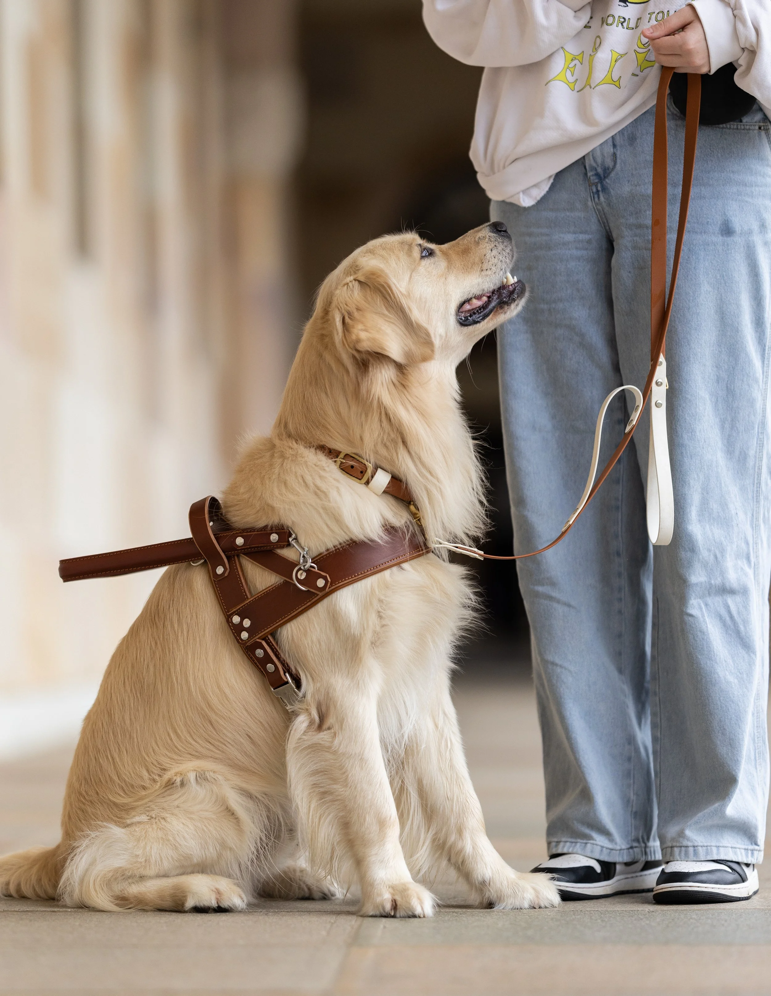 Canine Refined