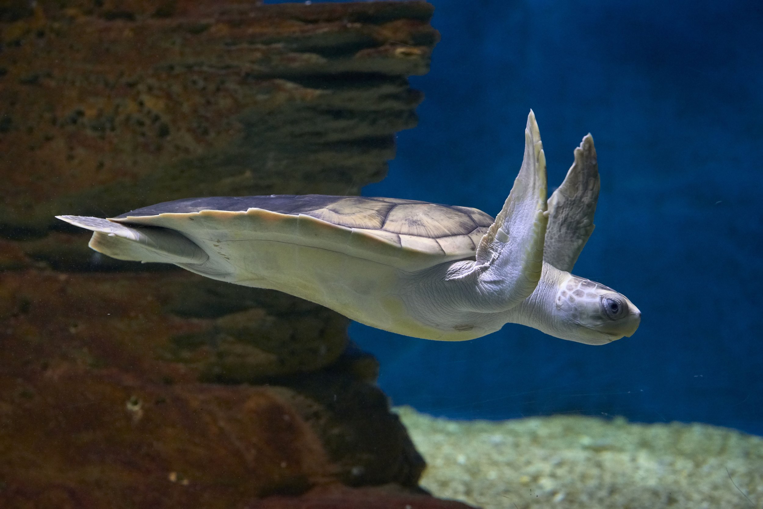 SLMA Flatback Sea Turtle.jpeg