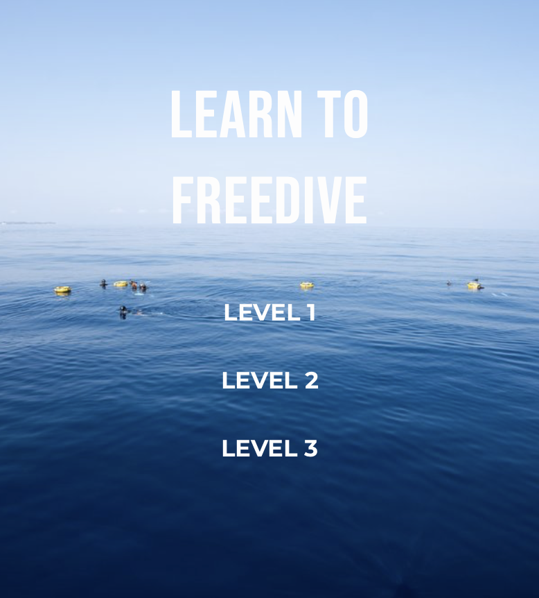 Freedive Gili gallery photo 3