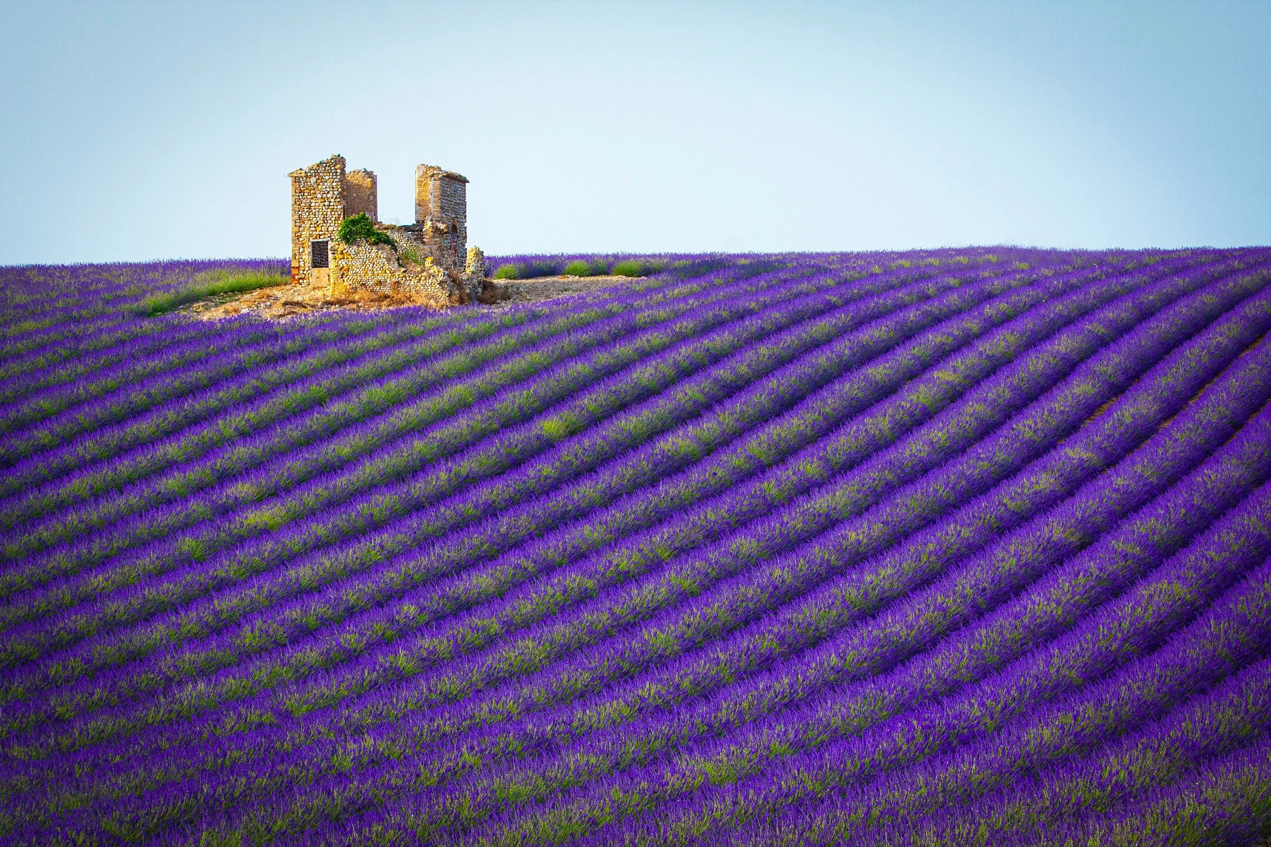 Lavender season in Provence: Experiencing southern France at its most enchanting