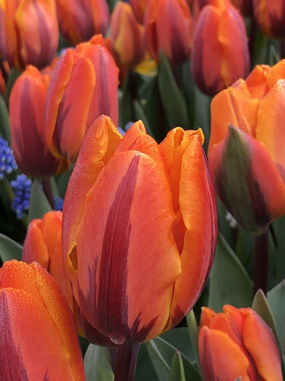 tulips-4315467_1280.jpg