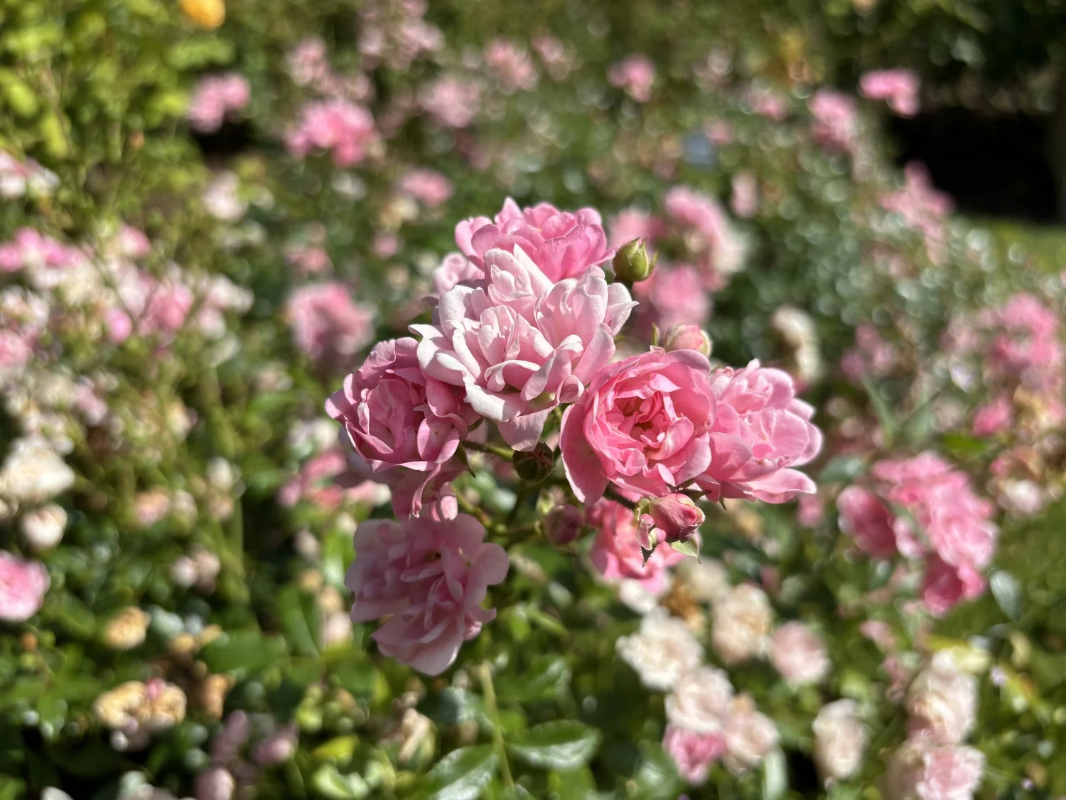 Shop Roses | Discover Premium Roses Today — HouseOfPlantsJ.co.uk