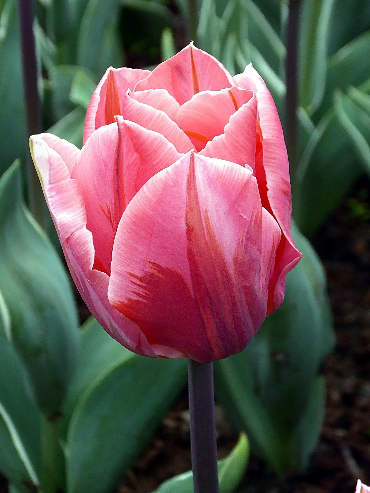 tulip-3372258_1920.jpg