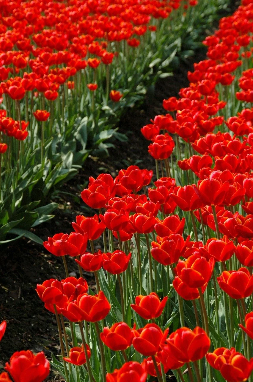 plant-3274915_1280.jpg