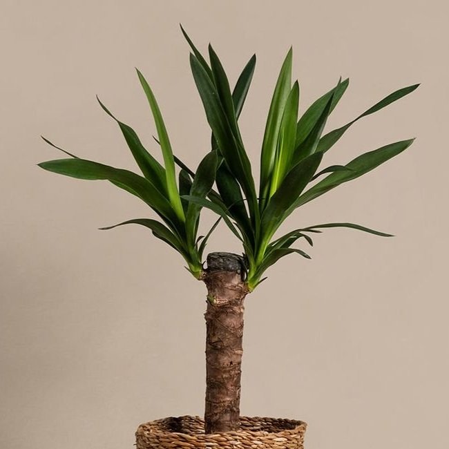 Yucca+4.jpg