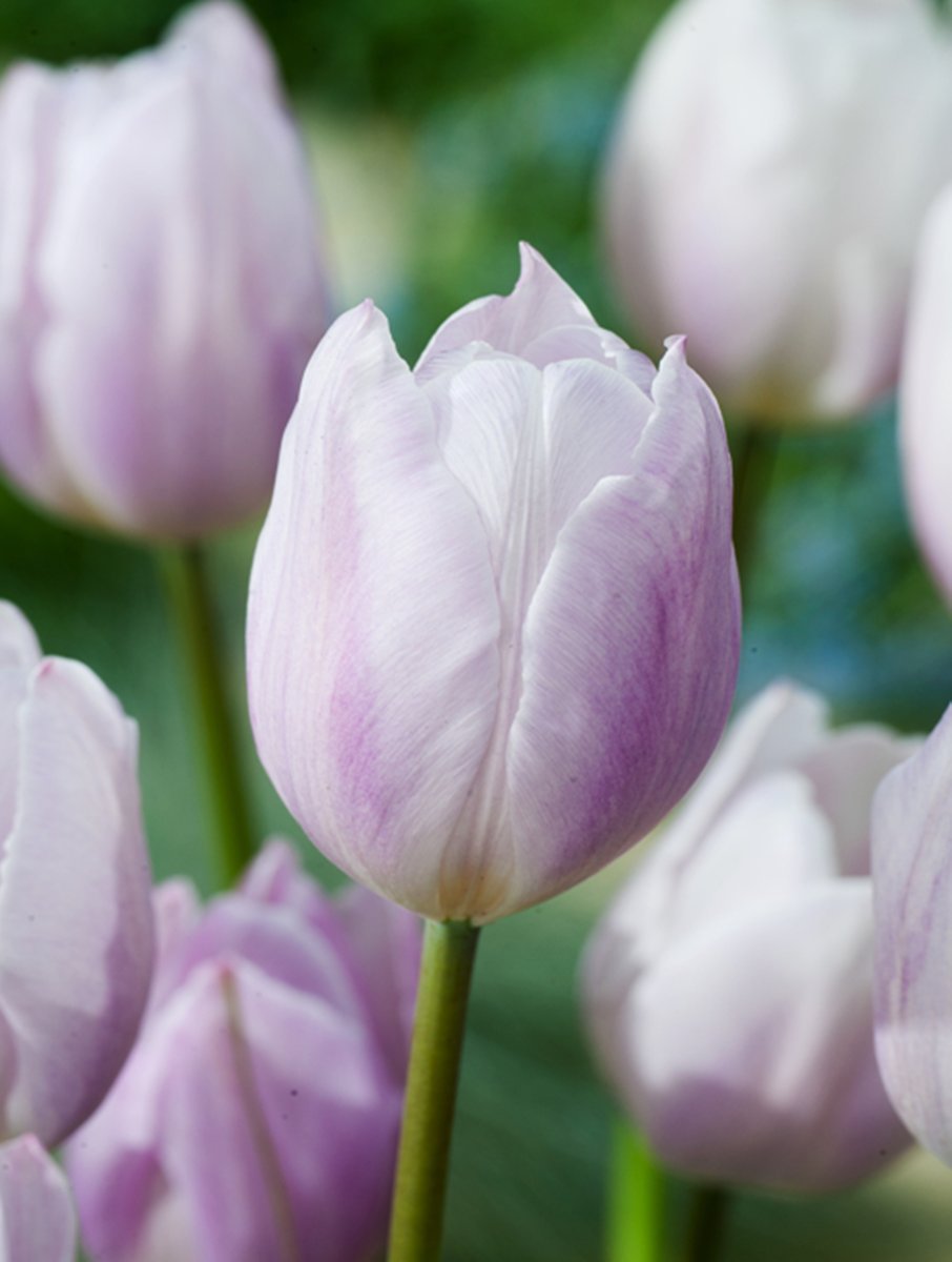 Tulip 'Silver Cloud' 5.jpg
