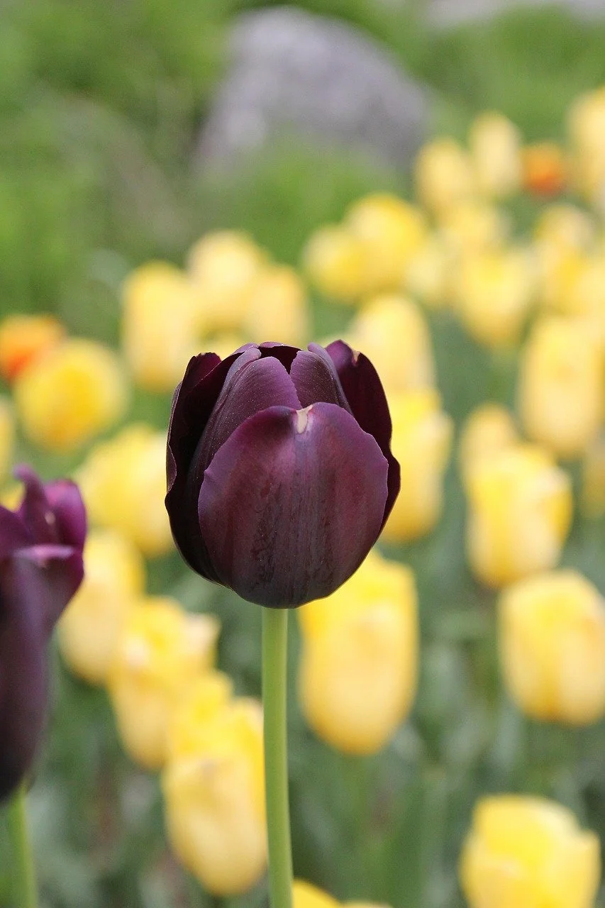tulip-825185_1280.jpg