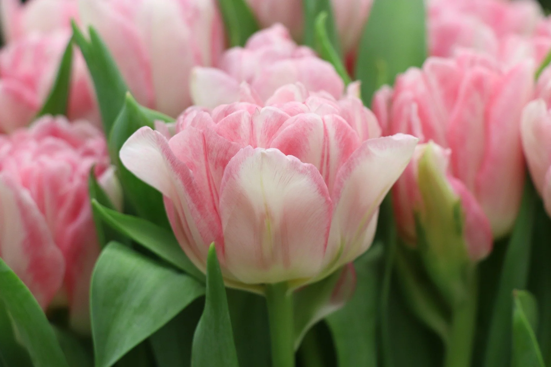tulips-4050066_1920.jpg