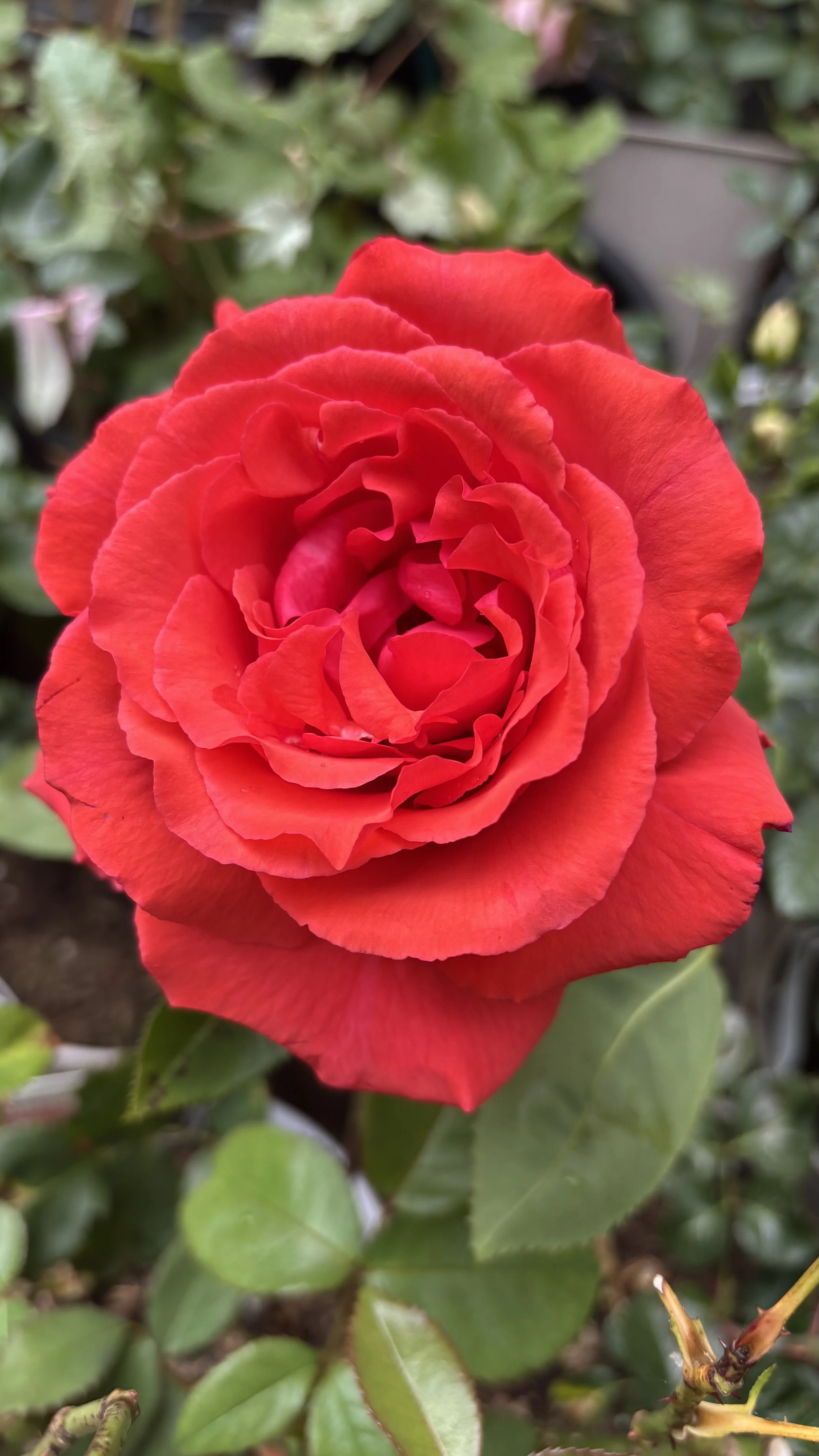 IMG_7851.jpeg