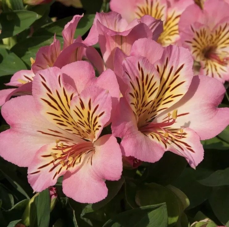 Alstroemeria inticancha Sunshine Plant.jpeg