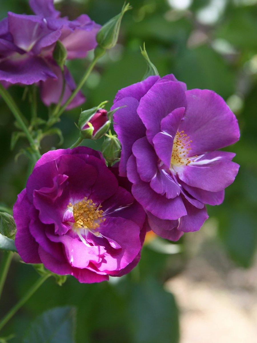 Rhapsody-in-Blue+1.jpg