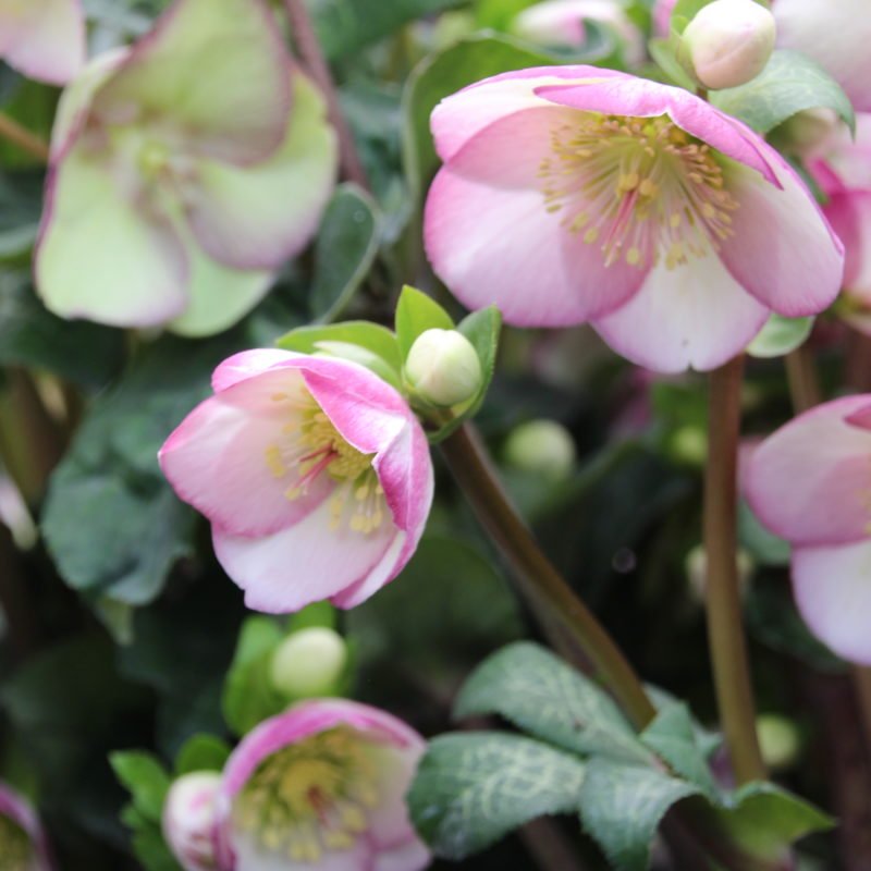 hellebore glendas gloss.jpg