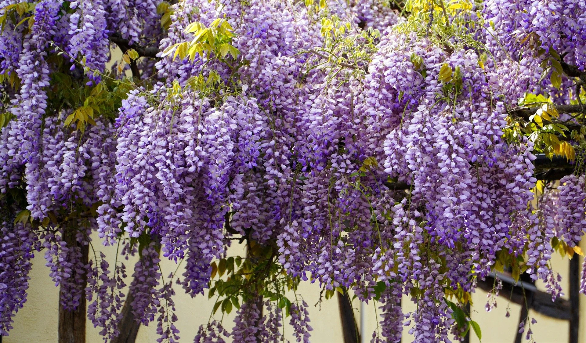 wisteria-5126106_1920.jpg