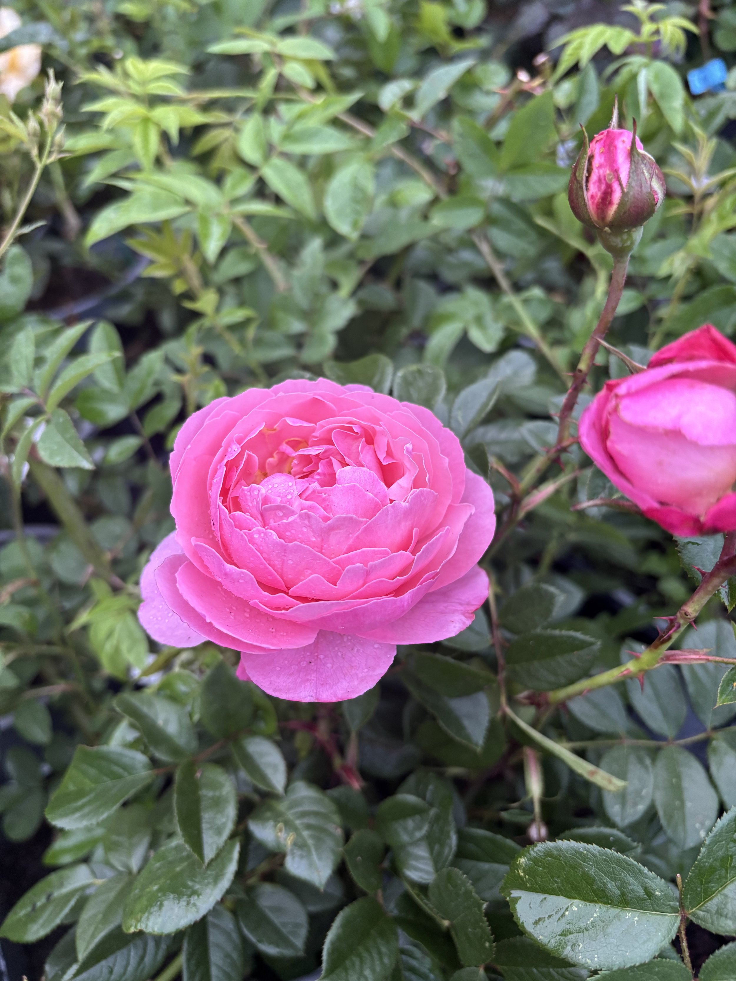 IMG_1193.jpeg