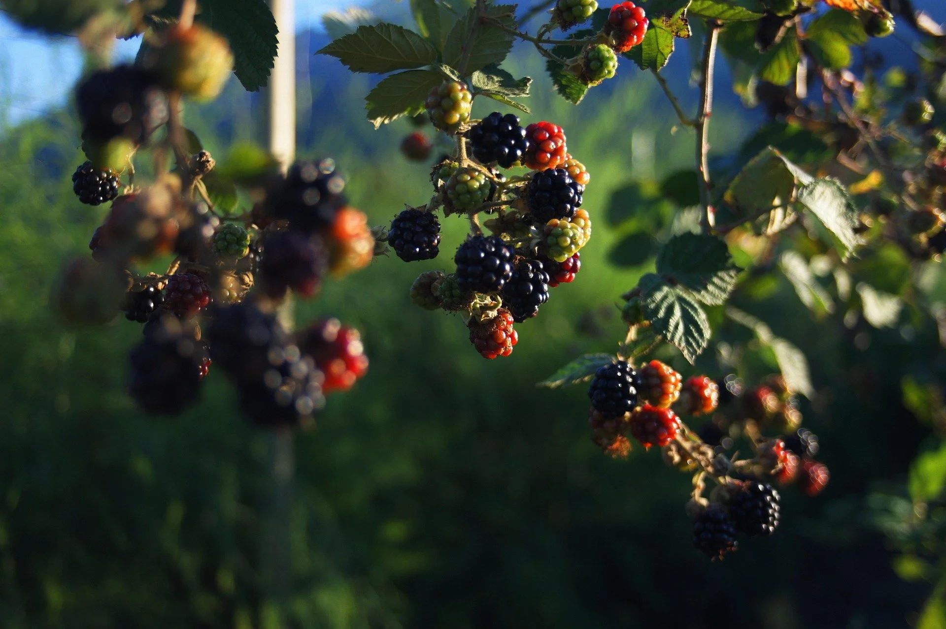 Blackberry