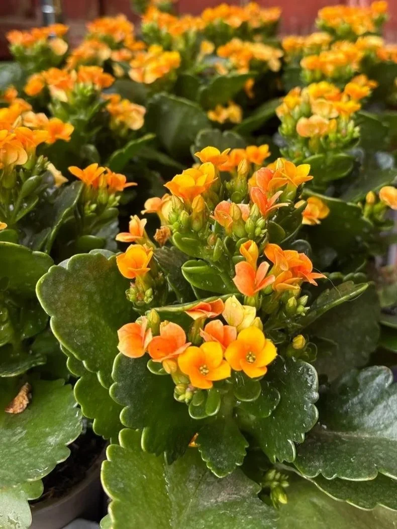 Orange Kalanchoe