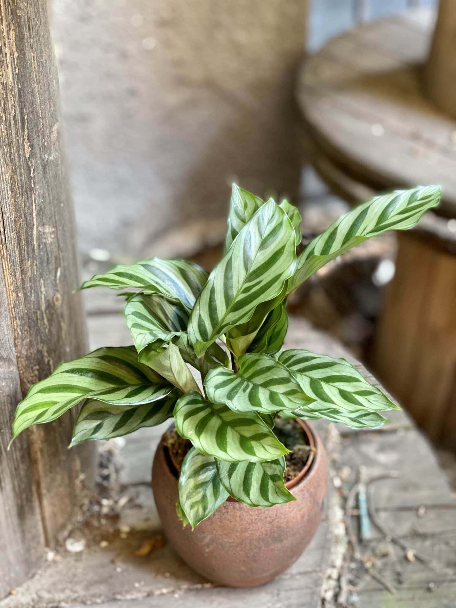 Calathea 'Freddie'
