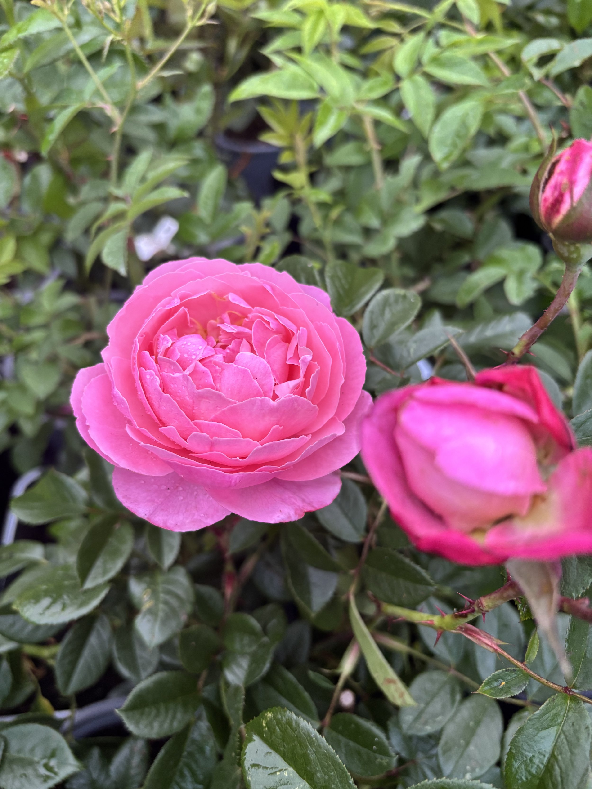 IMG_1191.jpeg