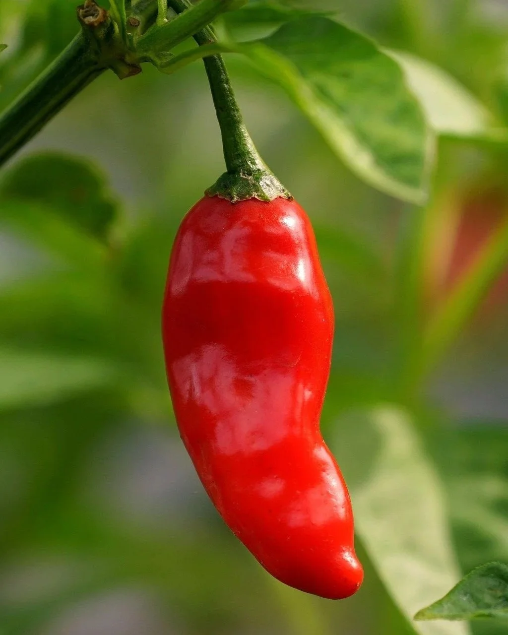 ignartonosbg-chilli-7527531_1920.jpg