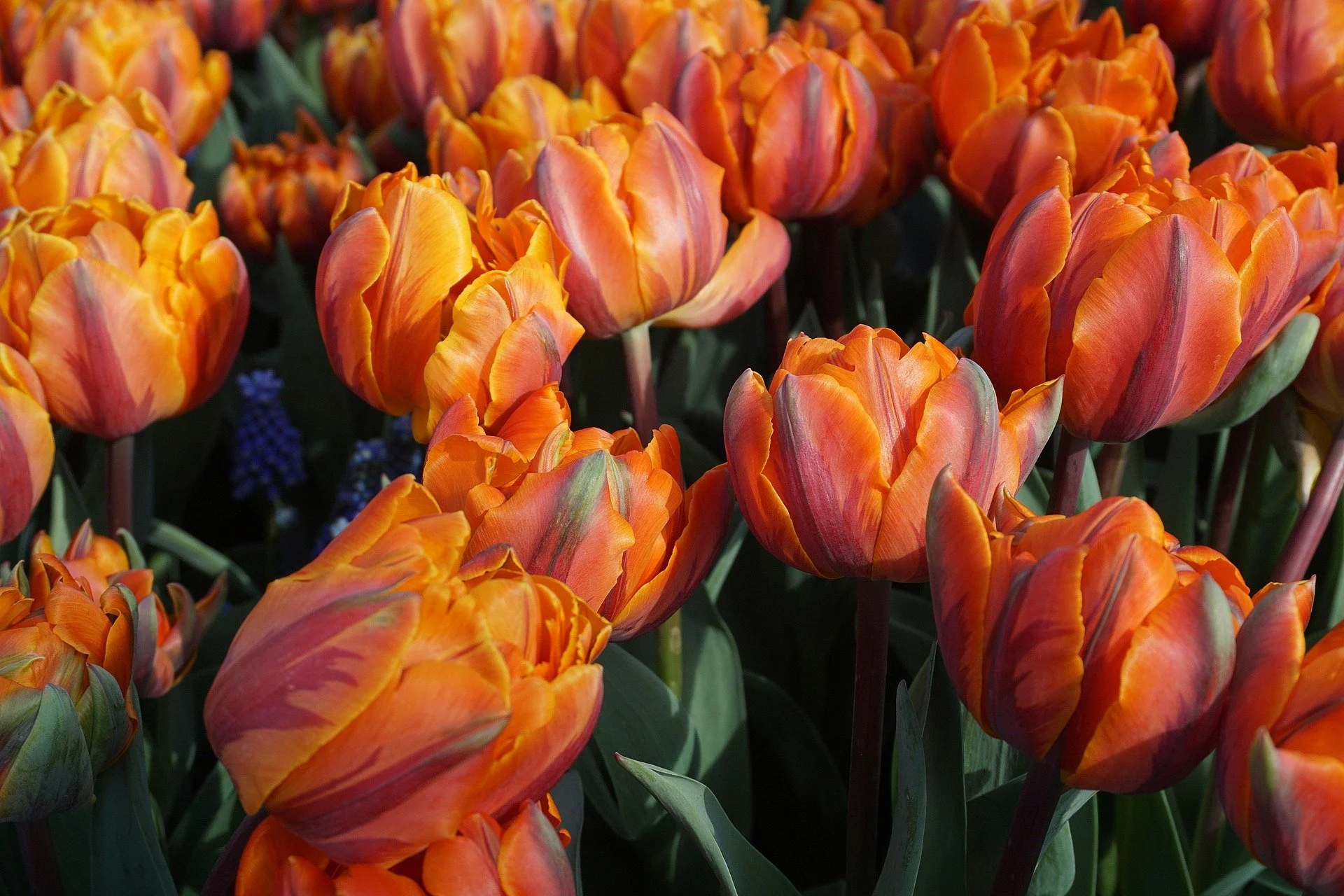 tulips-2269495_1920.jpg