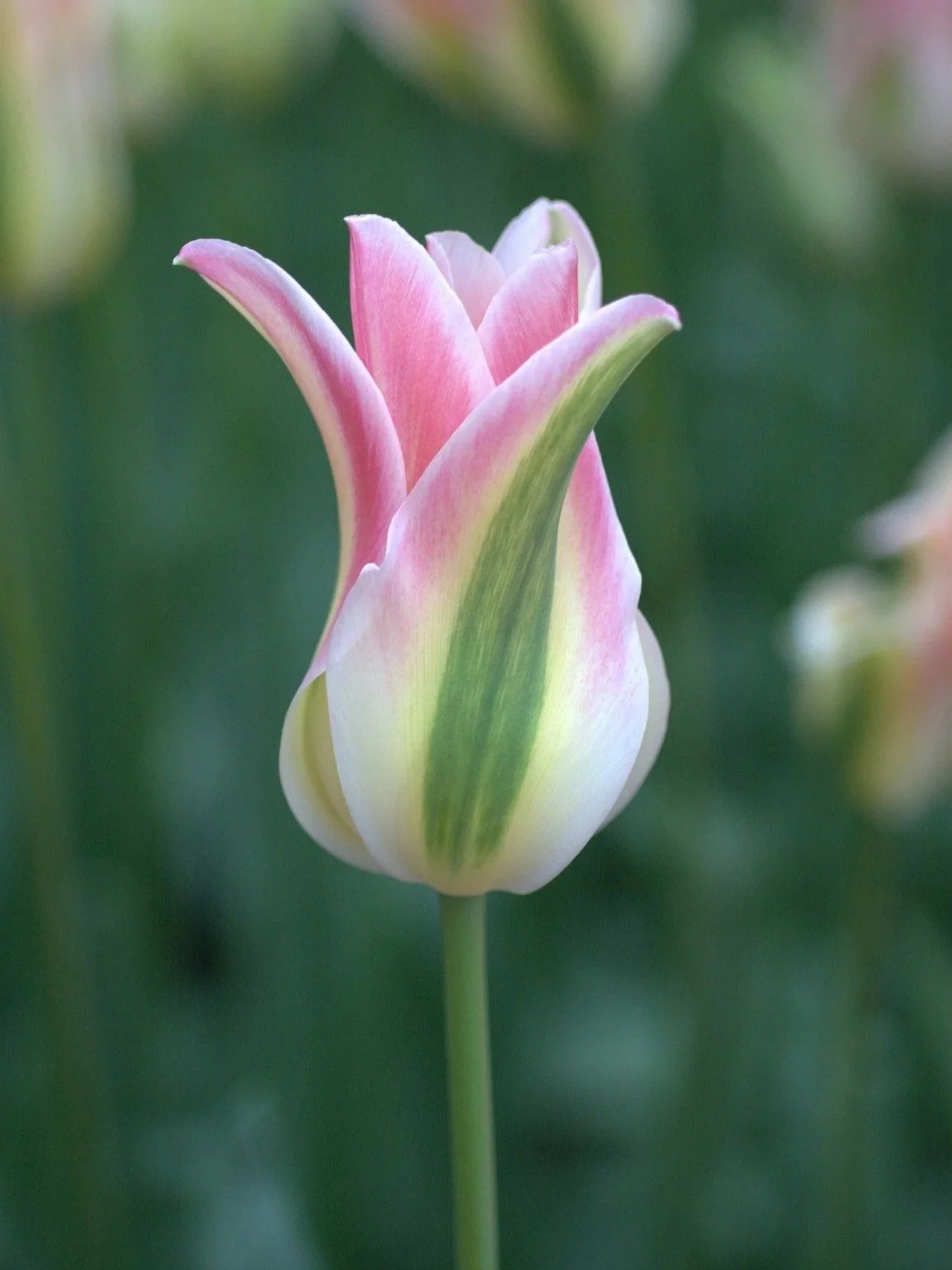 tulip-4487002_1920.jpg