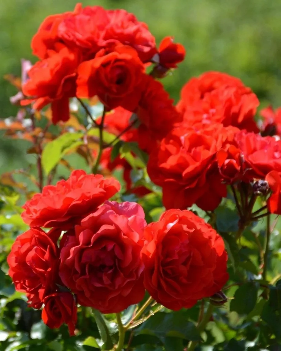 red-rose-883509_1920.jpg