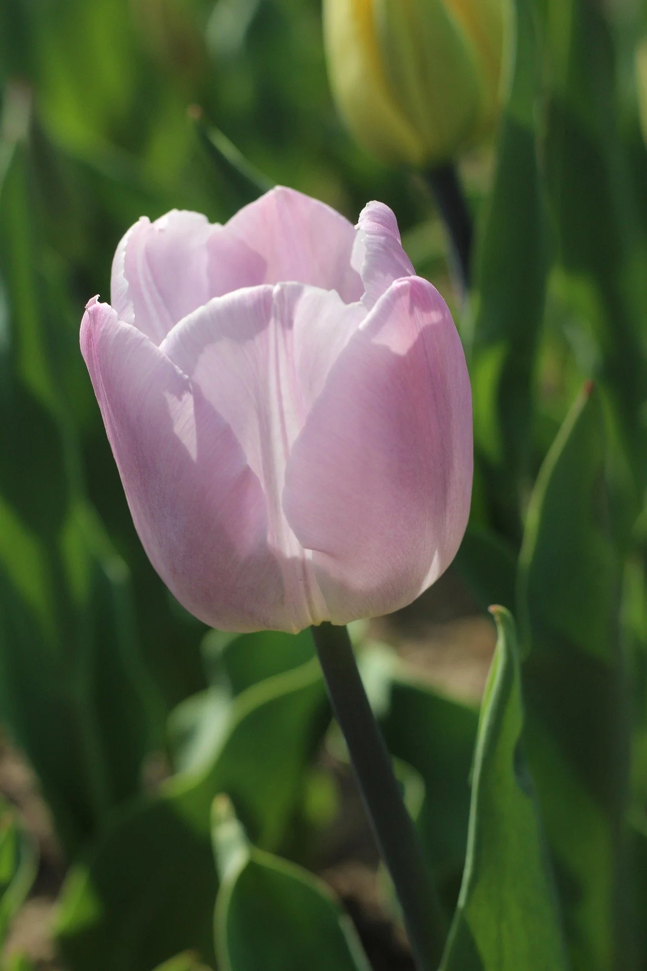 Tulip 'Silver Cloud'