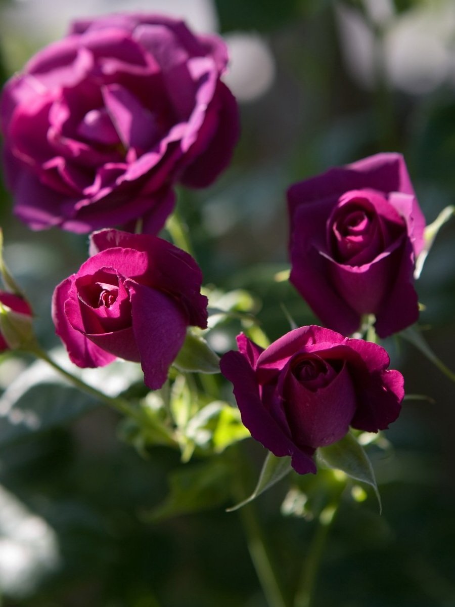 Rhapsody-in-Blue+3.jpg