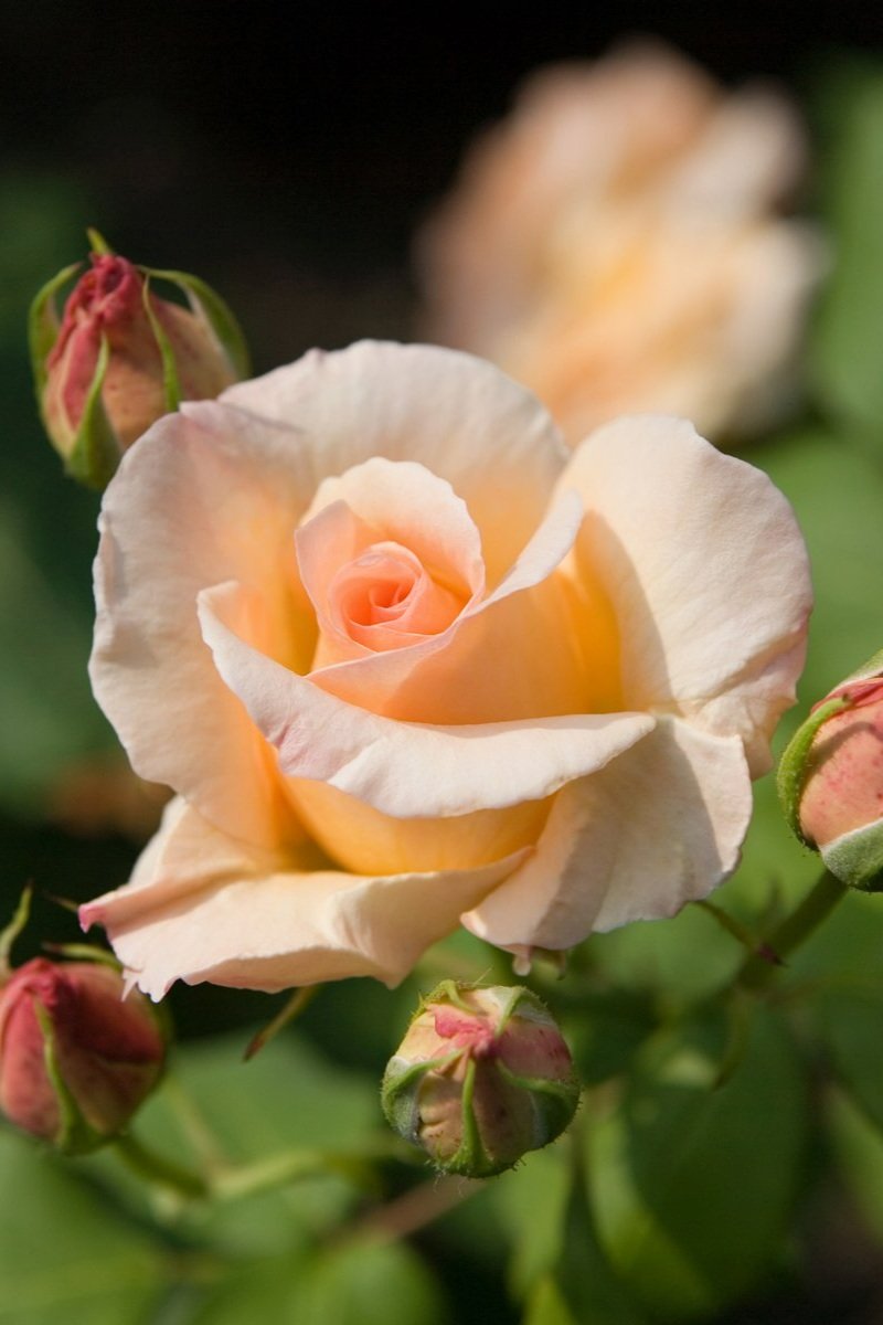 apricot+nectar+10.jpg
