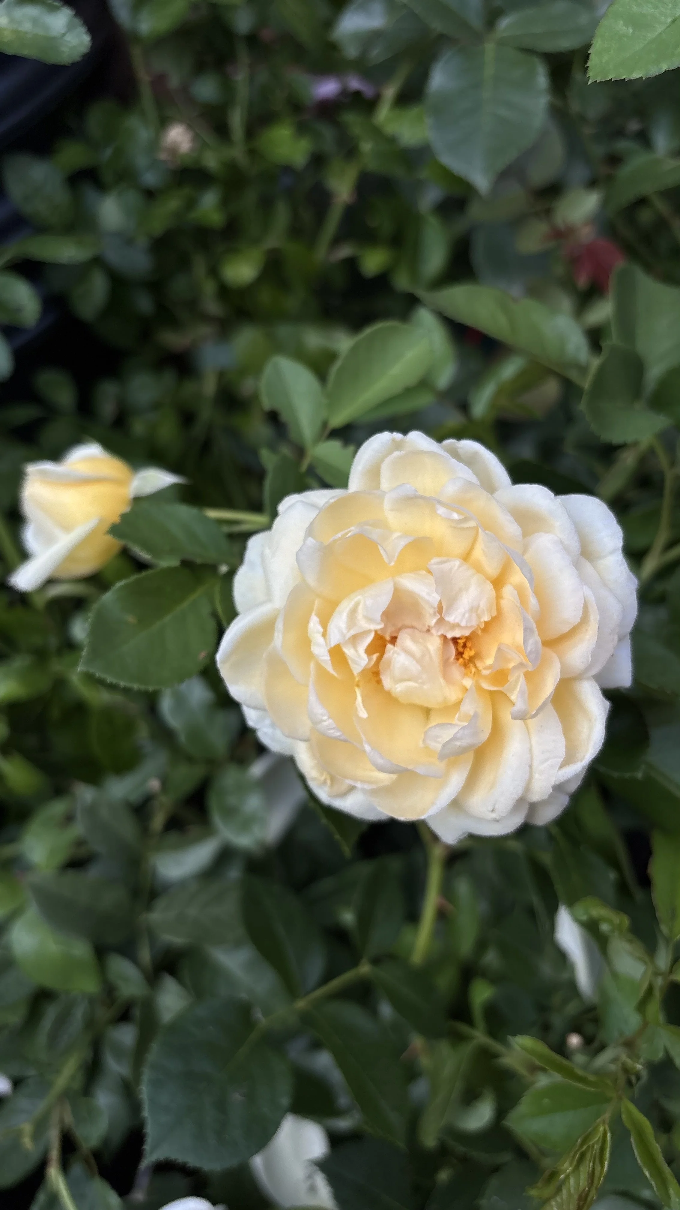 IMG_1301.jpeg