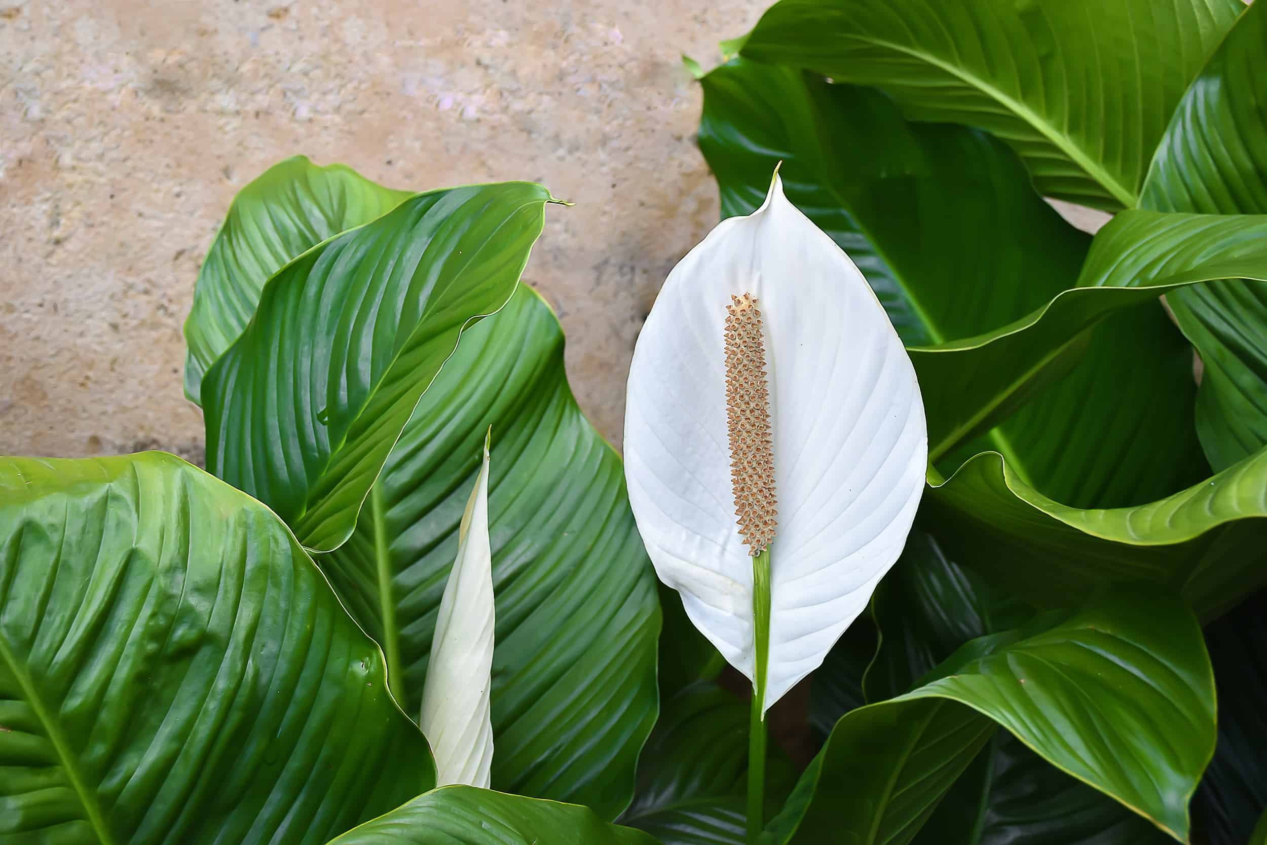 Peace Lily 6.jpg